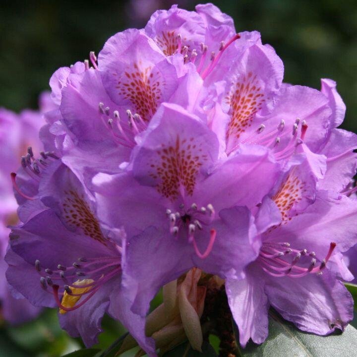 Logo Libbys Wealth Praxis