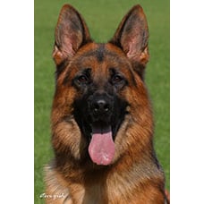 Logo Zuchtstätte Deutscher Schäferhunde - vom Uhlbachtal