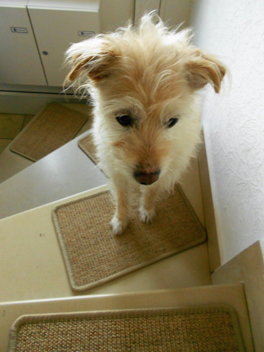 bellosteps Tesche Kettelbetrieb