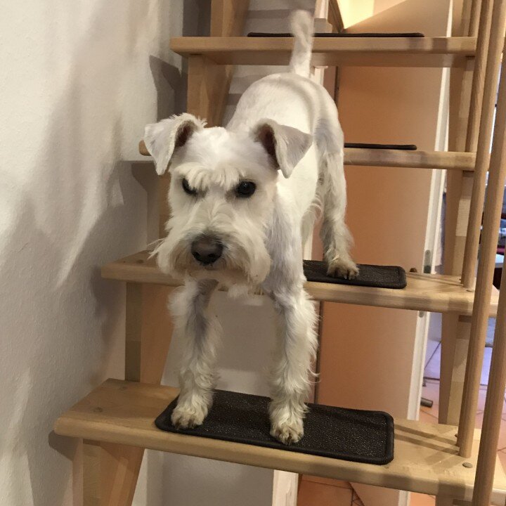 bellosteps Tesche Kettelbetrieb