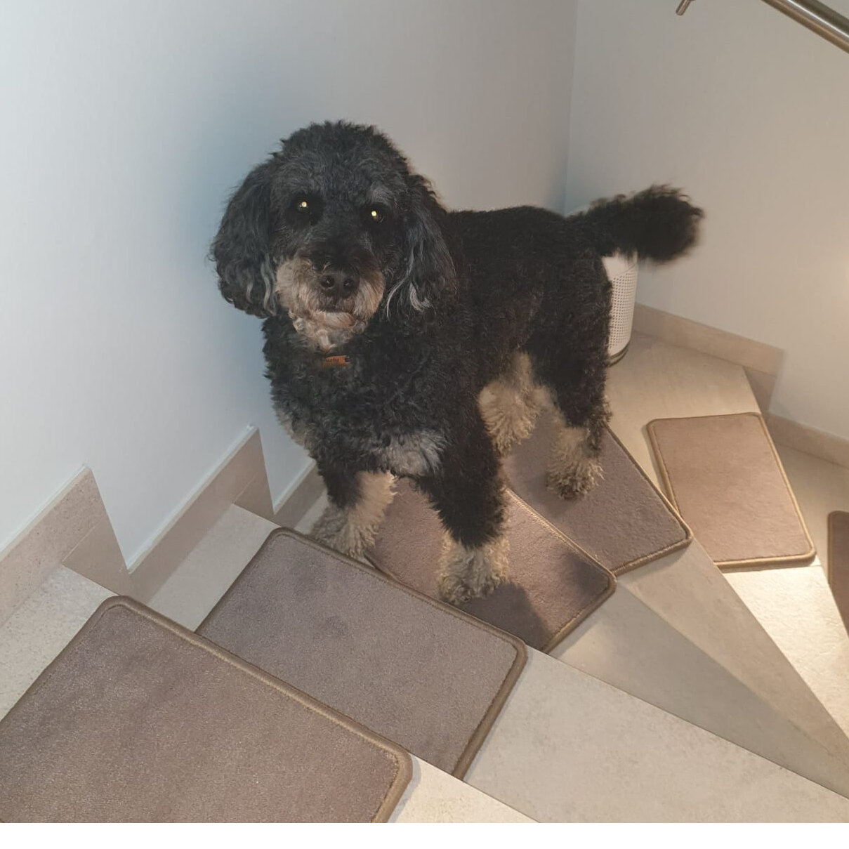 bellosteps Tesche Kettelbetrieb