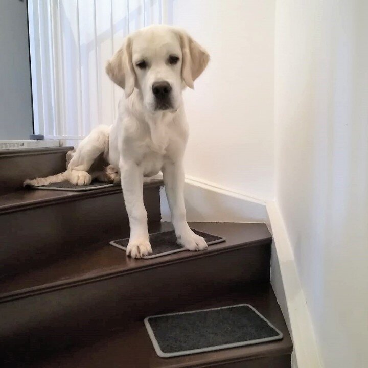 bellosteps Tesche Kettelbetrieb