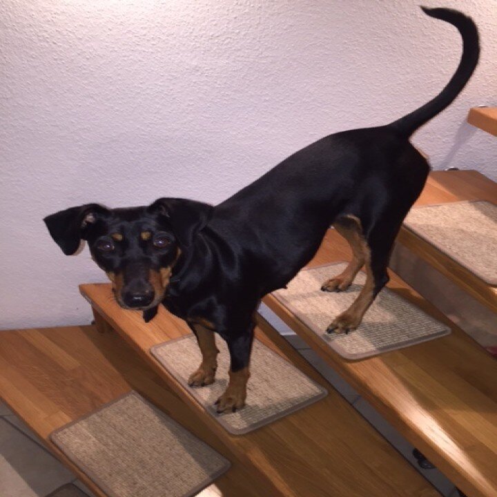 bellosteps Tesche Kettelbetrieb