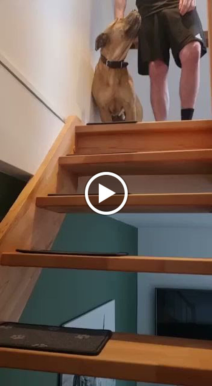 bellosteps Tesche Kettelbetrieb