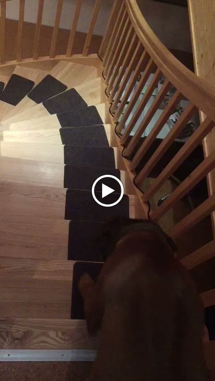 bellosteps Tesche Kettelbetrieb