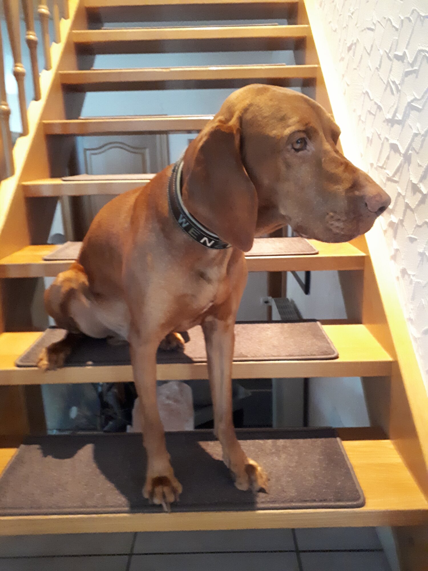 bellosteps Tesche Kettelbetrieb