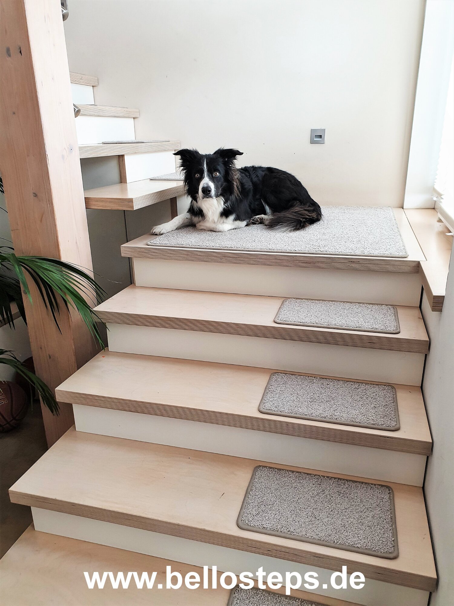 bellosteps Tesche Kettelbetrieb