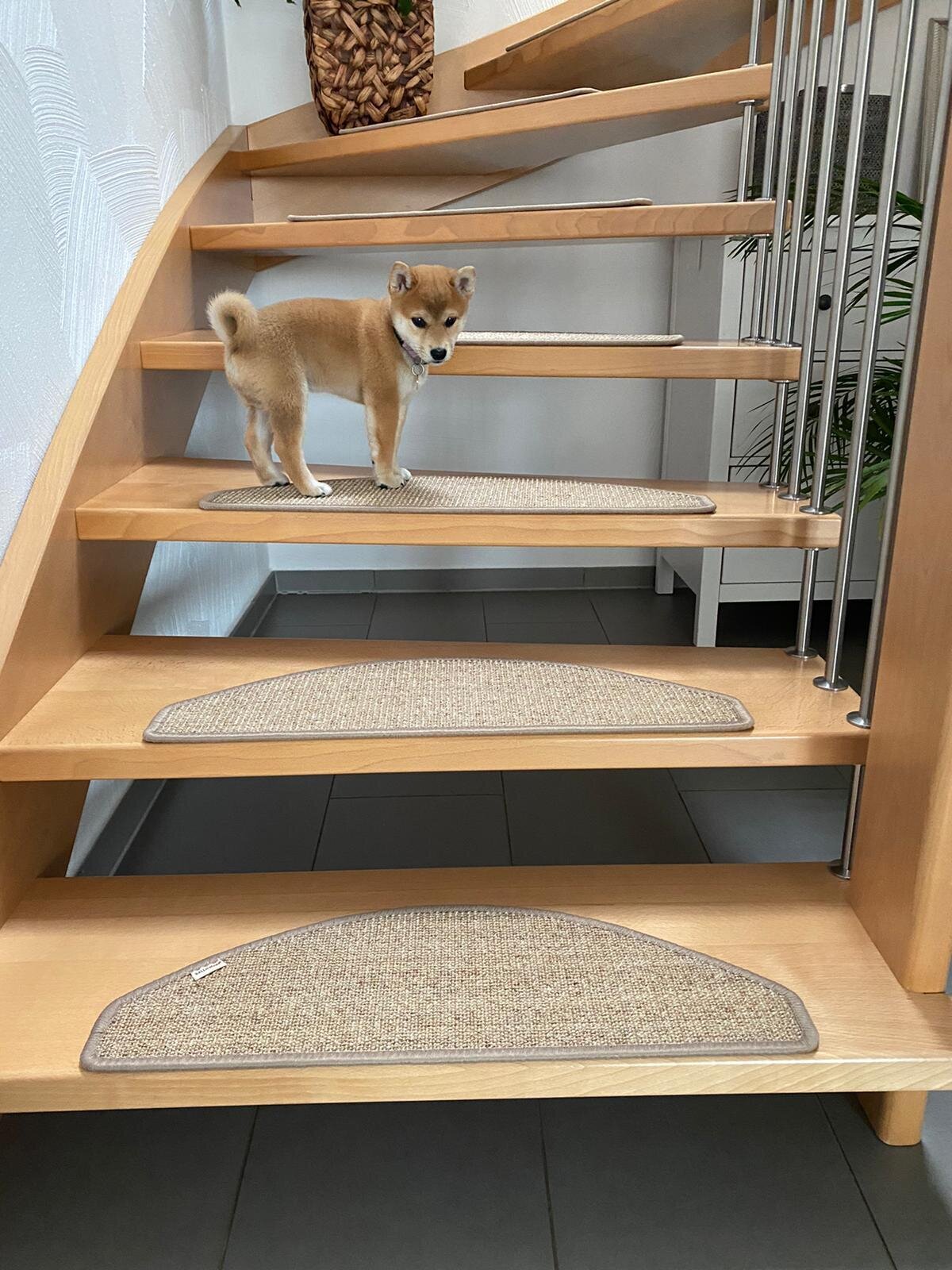 bellosteps Tesche Kettelbetrieb