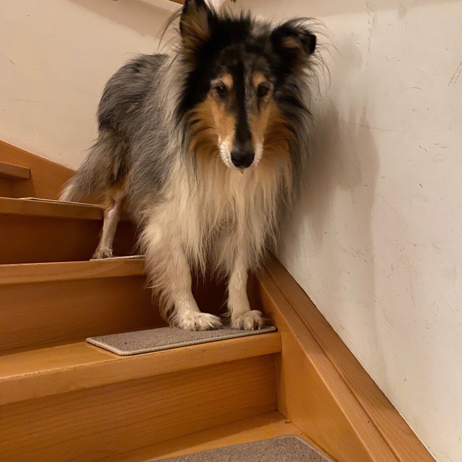 bellosteps Tesche Kettelbetrieb