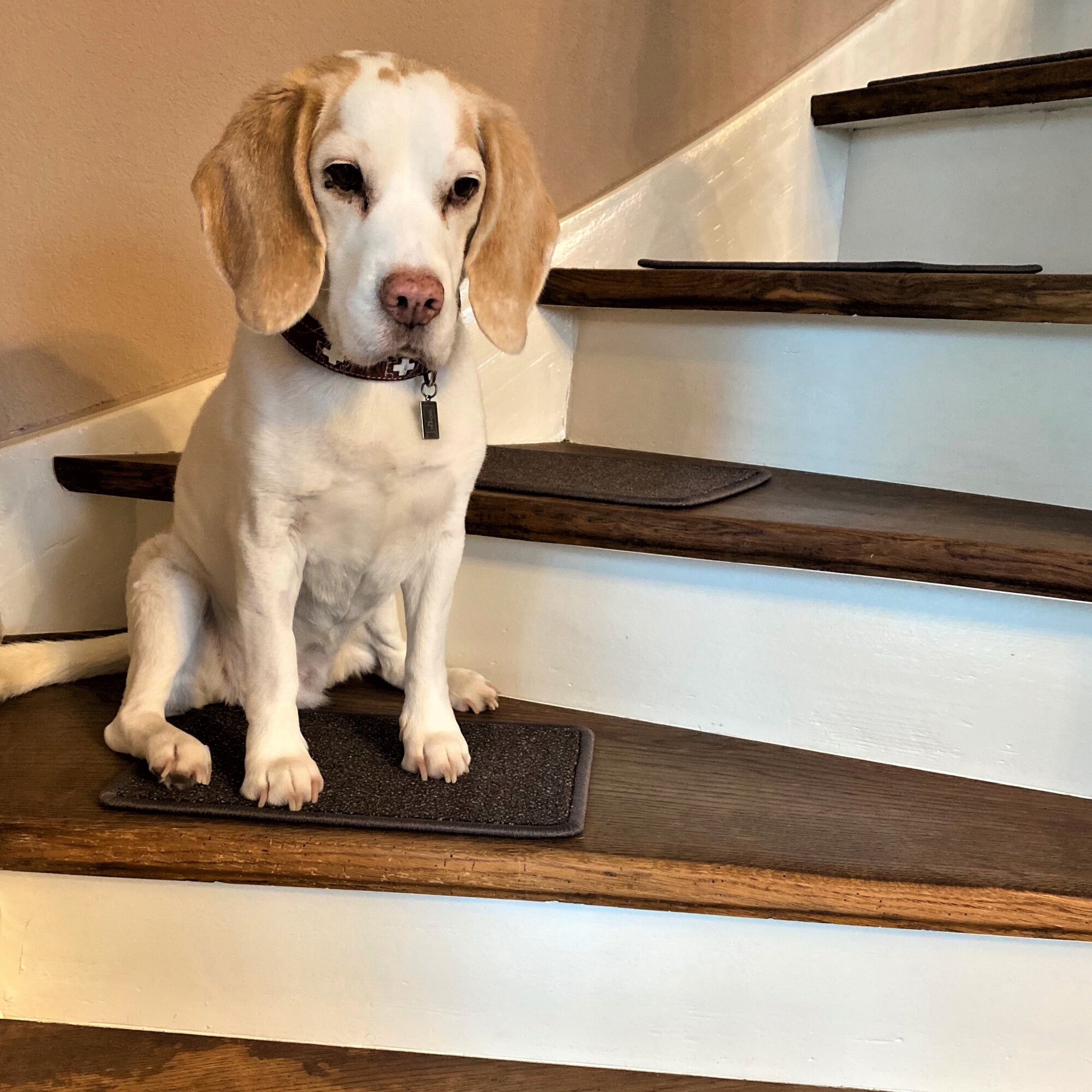 bellosteps Tesche Kettelbetrieb