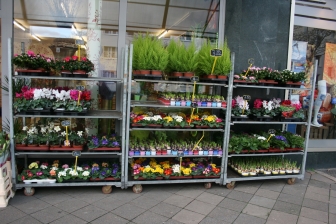 Blumen Paradies Düsseldorf