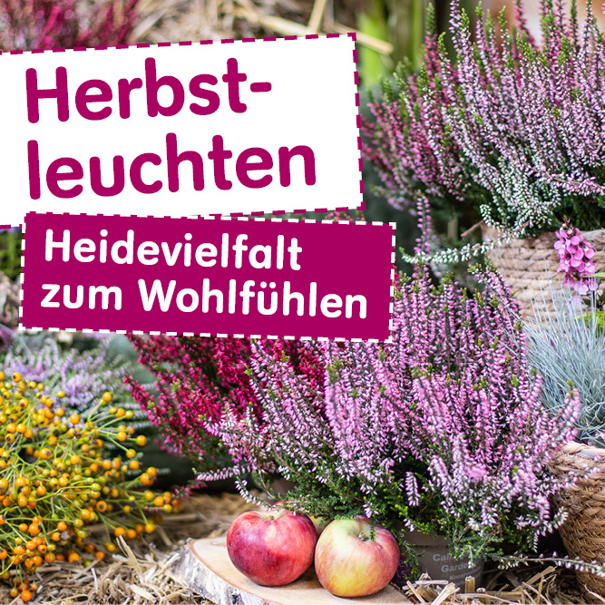Blumen Risse Blumenmarkt Raunheim