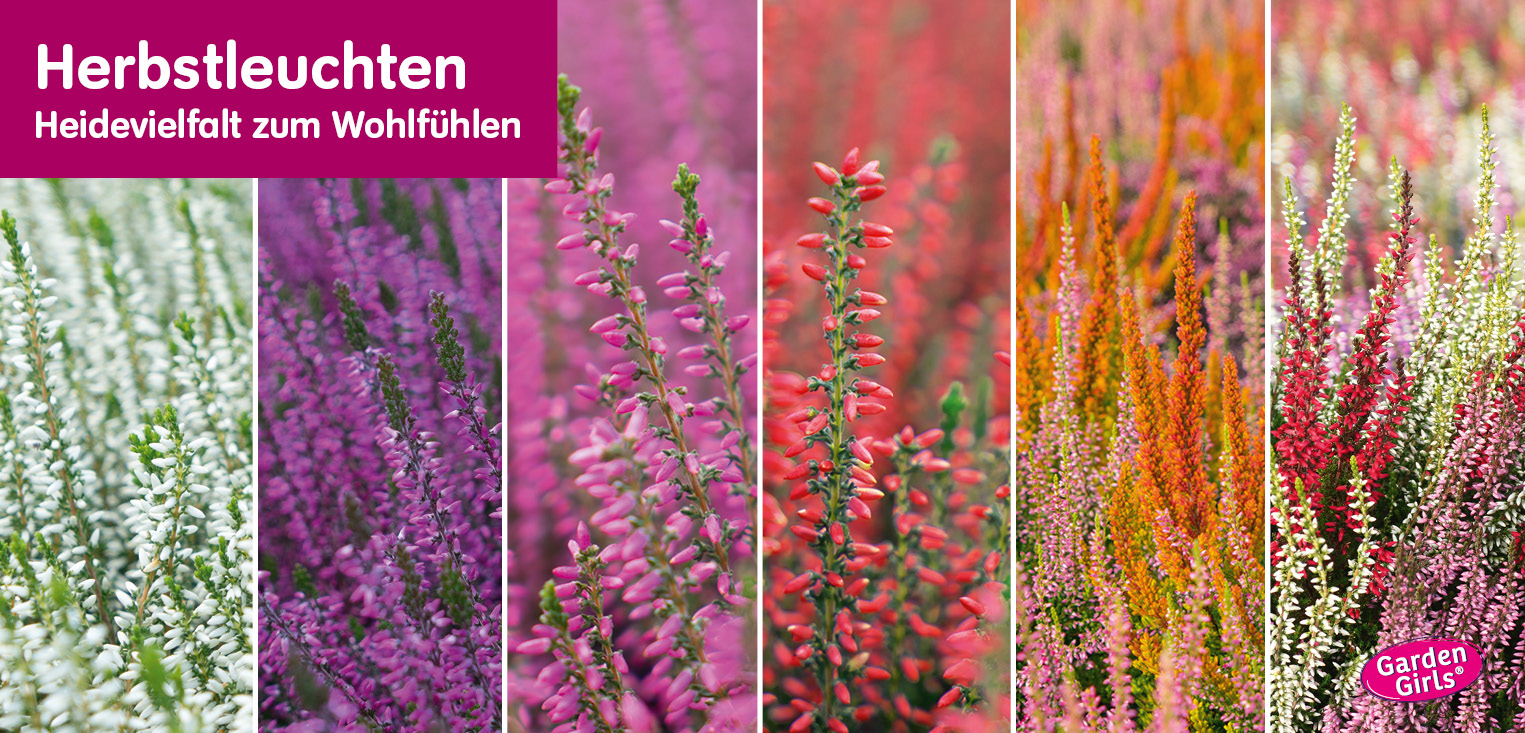 Blumen Risse Gartencenter Kohlscheid