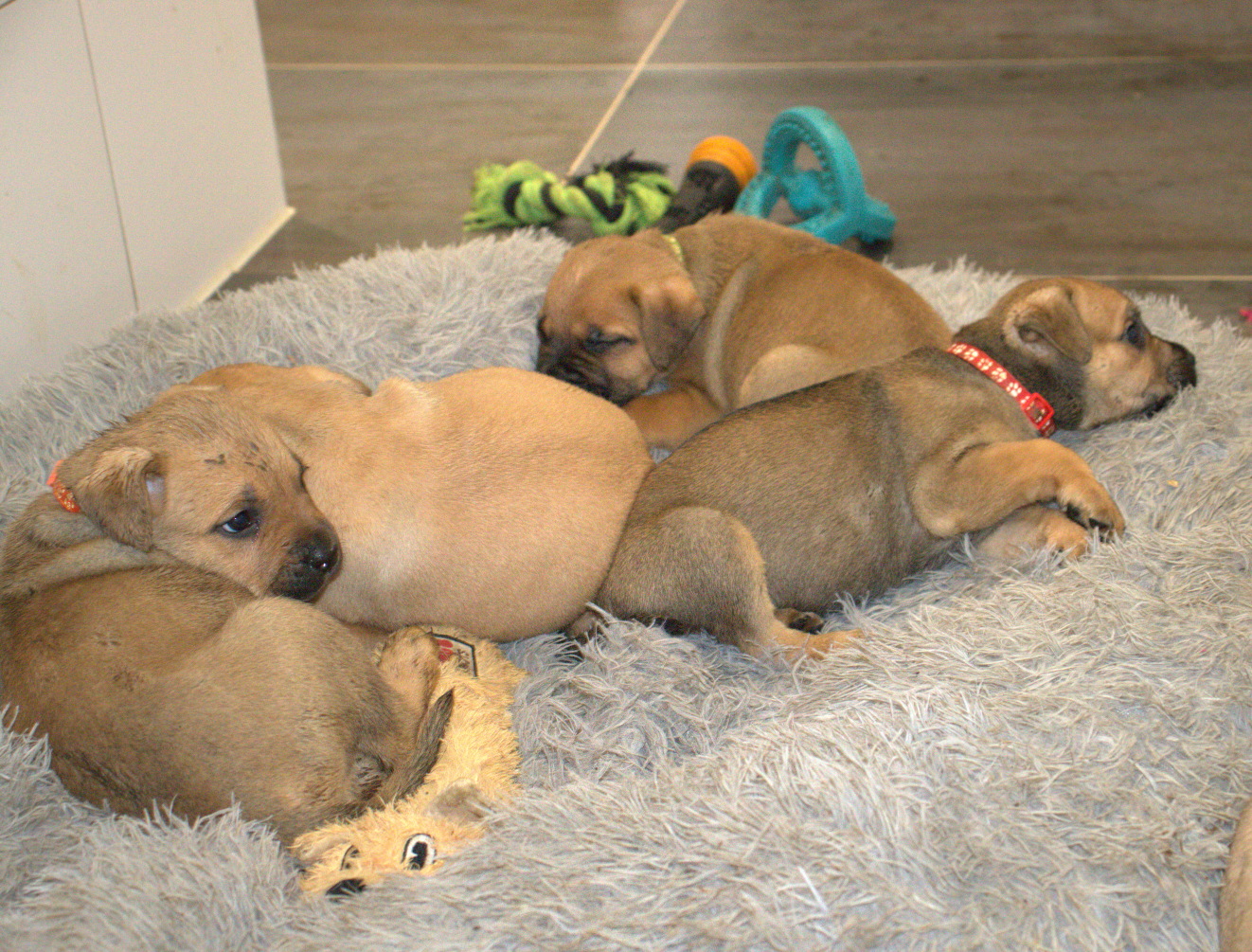 Ca de Bou Zucht  Perla Sajona