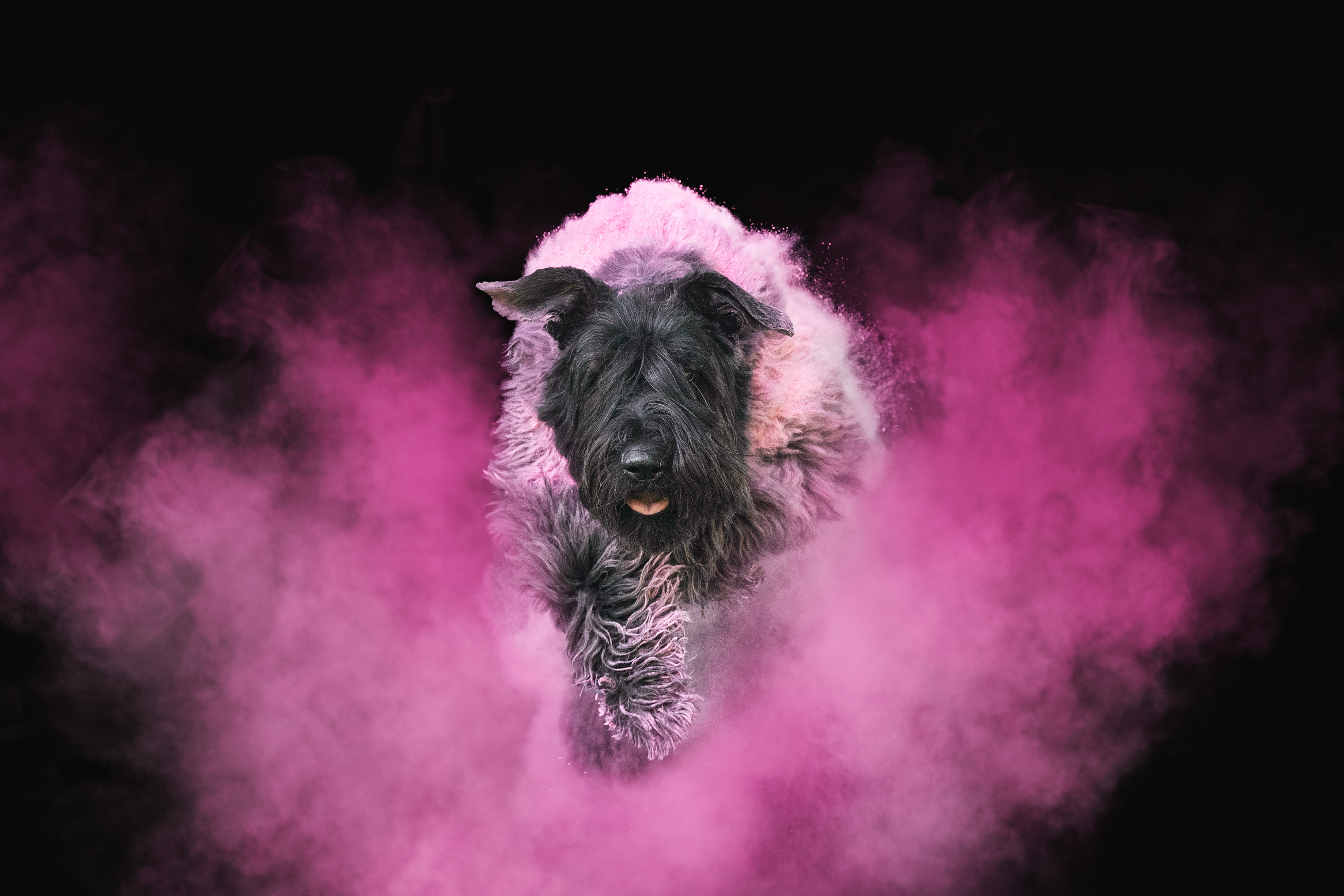 Bouvierzucht soleil des montagnes