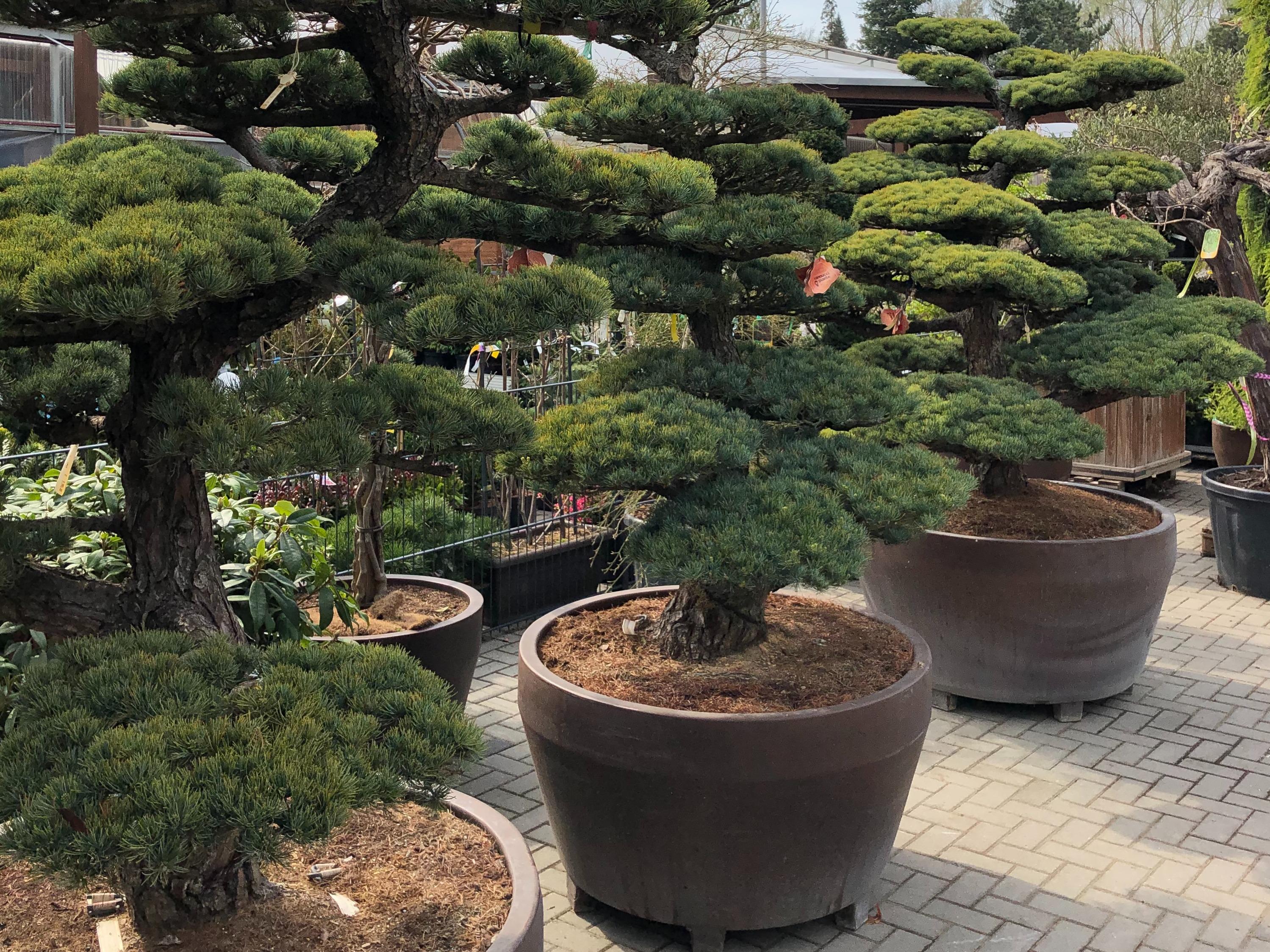 Gärtnerei & Baumschule Irrling