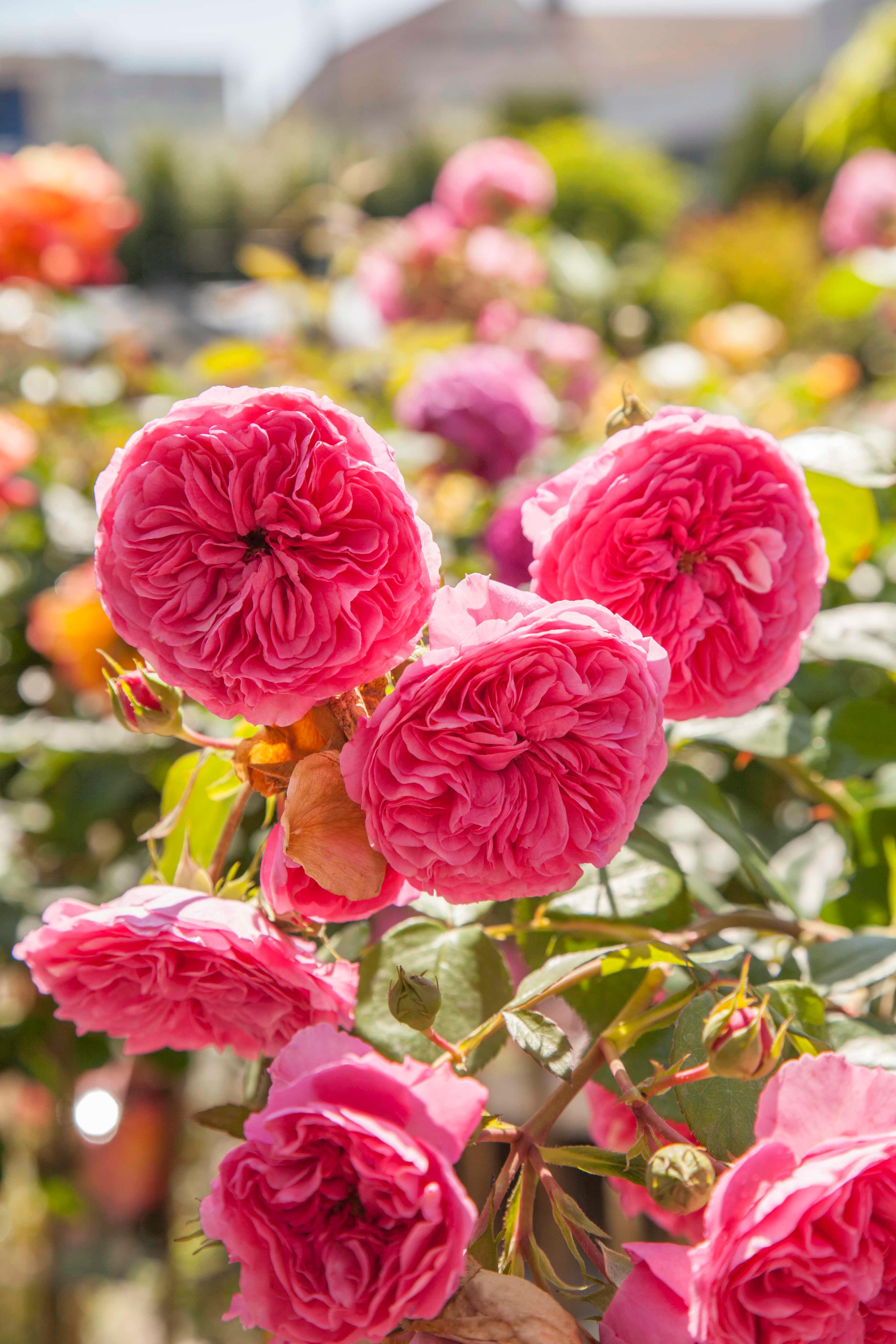 Garten-Center Kremer GmbH