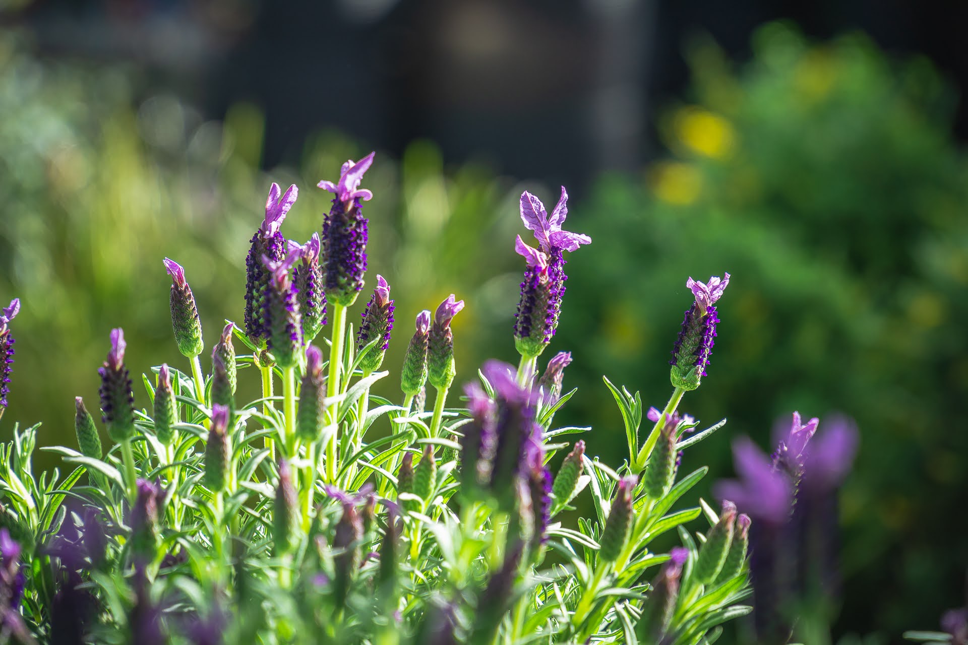 Gartencenter Spiering Oberhausen