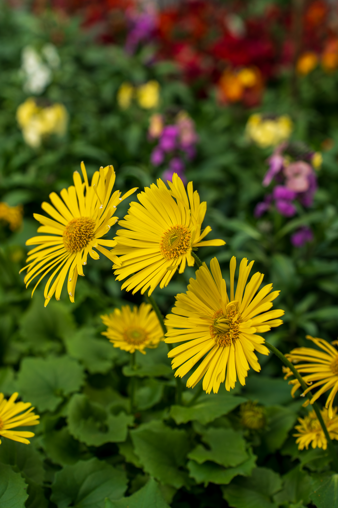 Gartencenter Spiering Oberhausen
