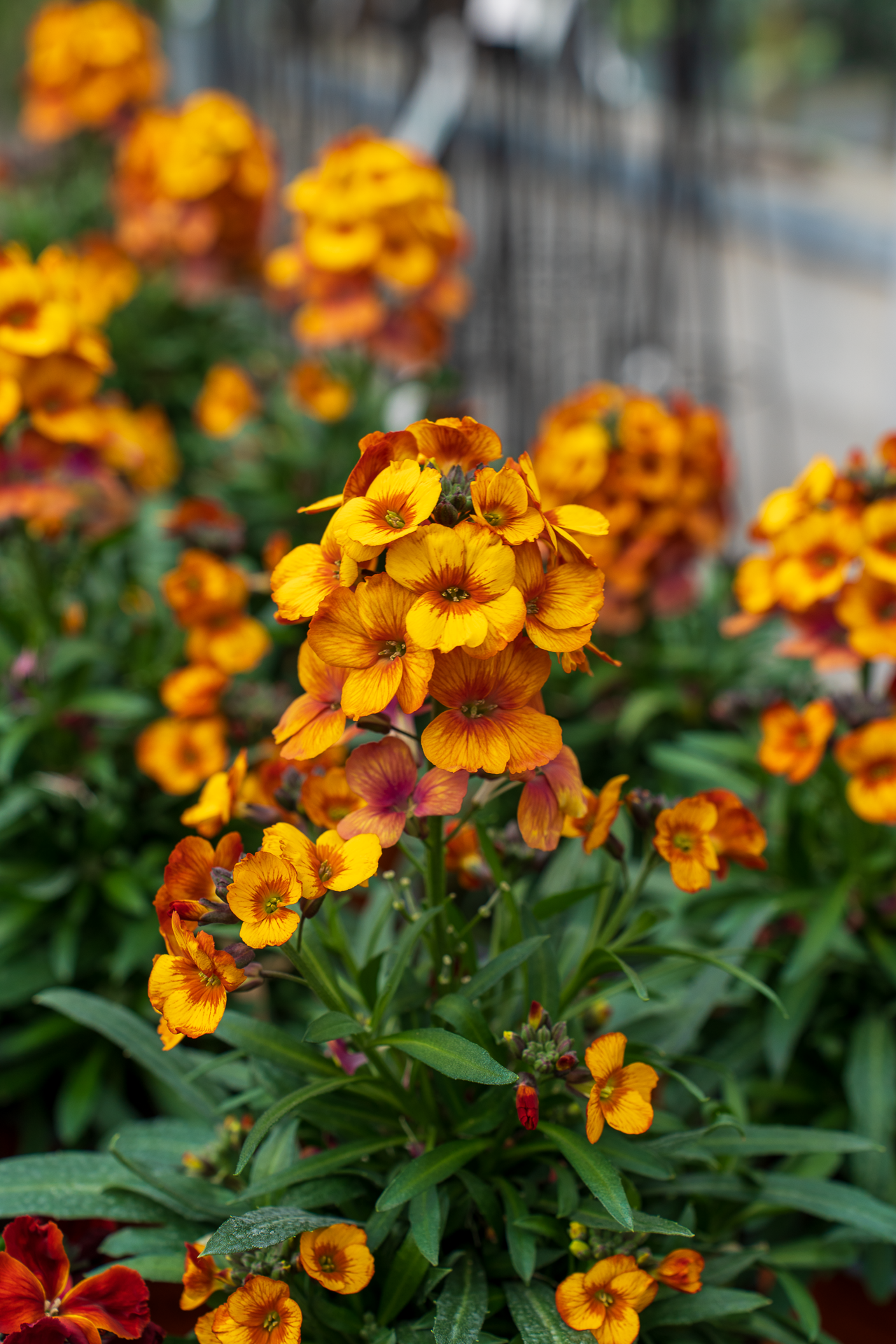 Gartencenter Spiering Oberhausen