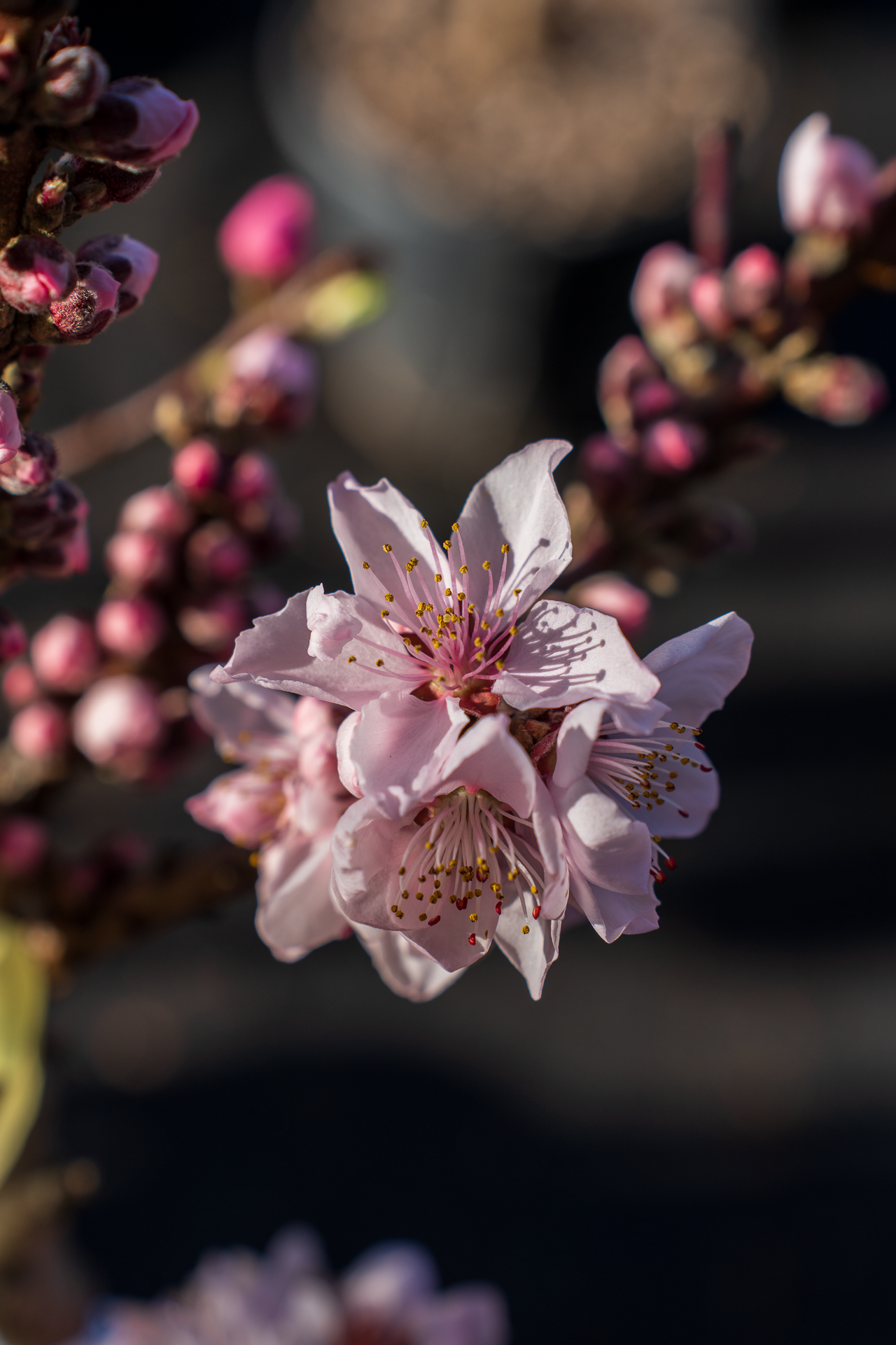 Gartencenter Spiering Oberhausen