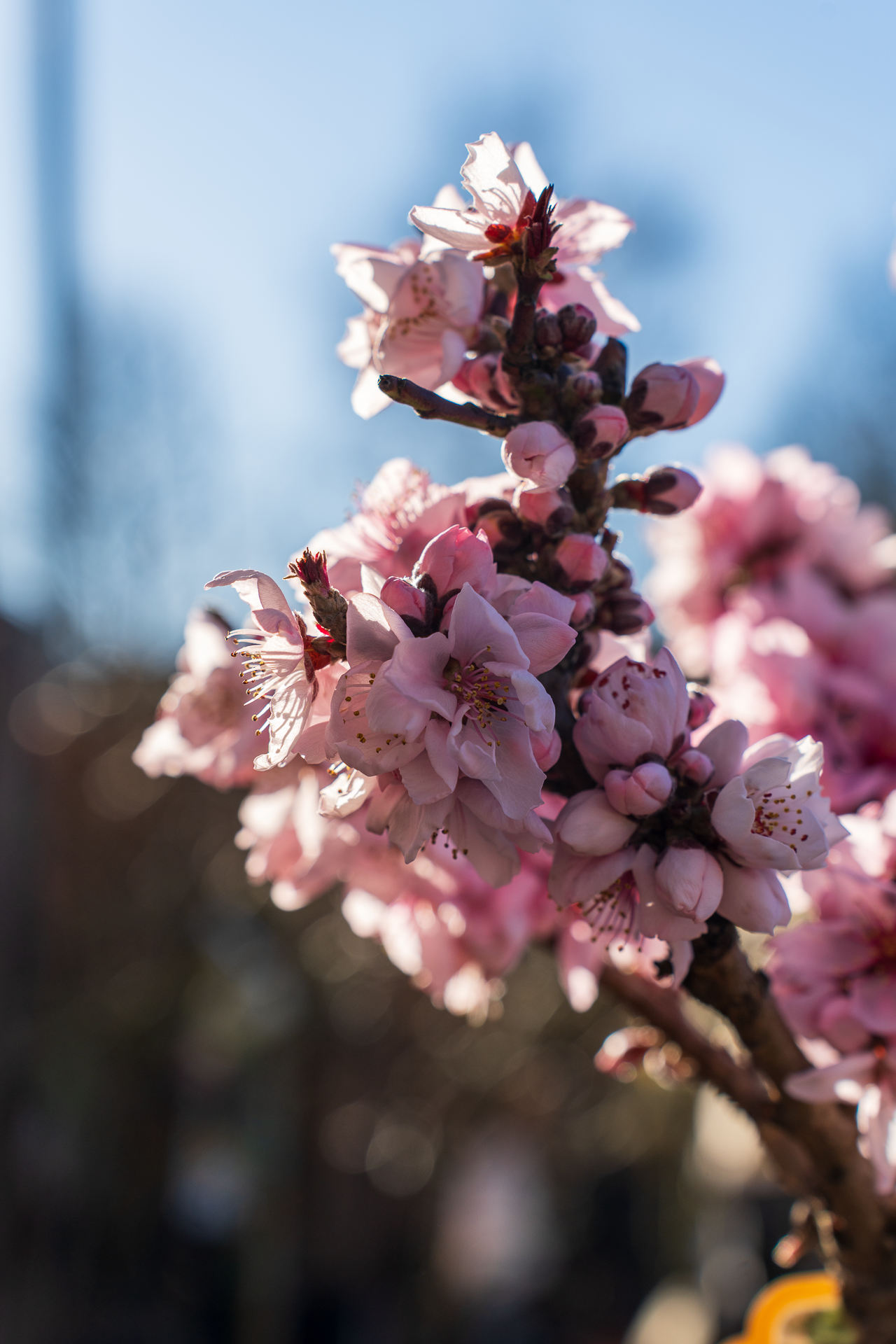 Gartencenter Spiering Oberhausen