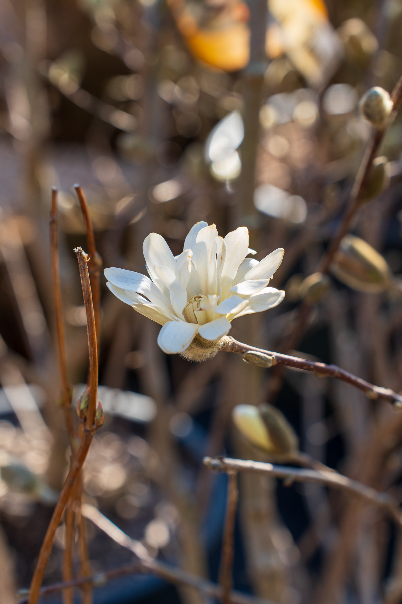 Gartencenter Spiering Oberhausen