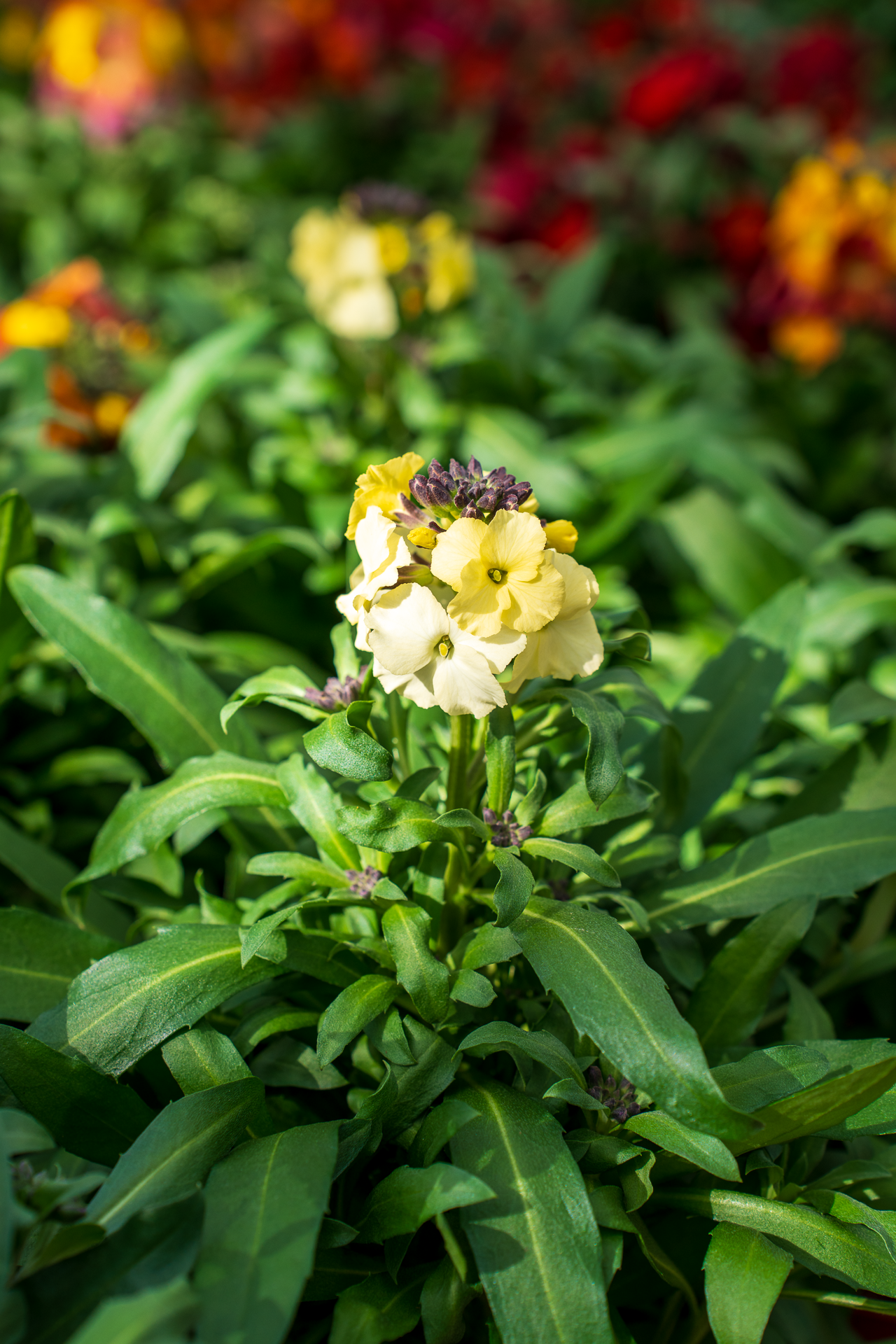 Gartencenter Spiering Oberhausen