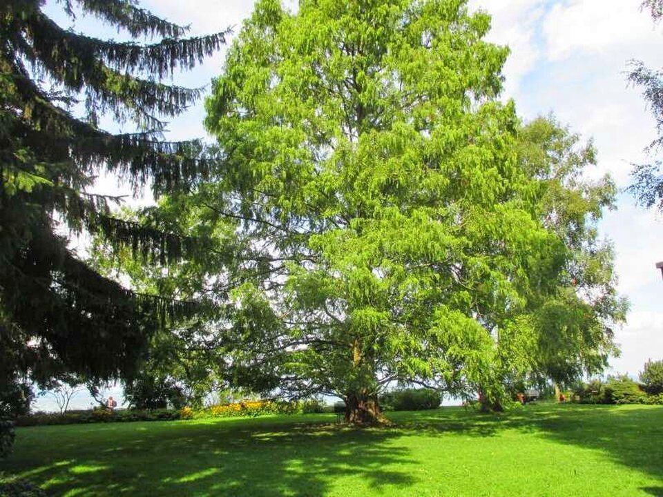 Gartenpflege Gottschalk