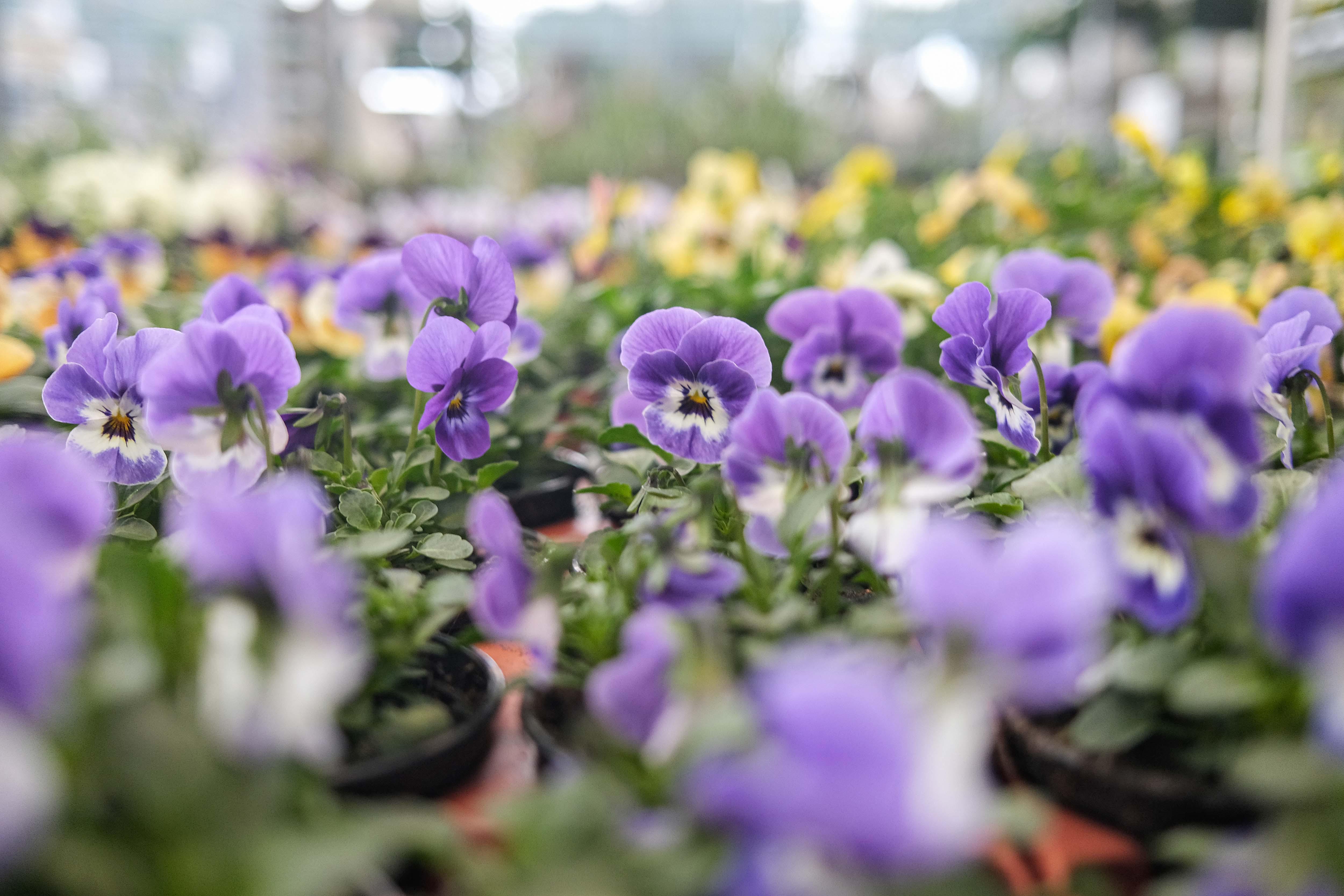 Kissener's Gartenmarkt