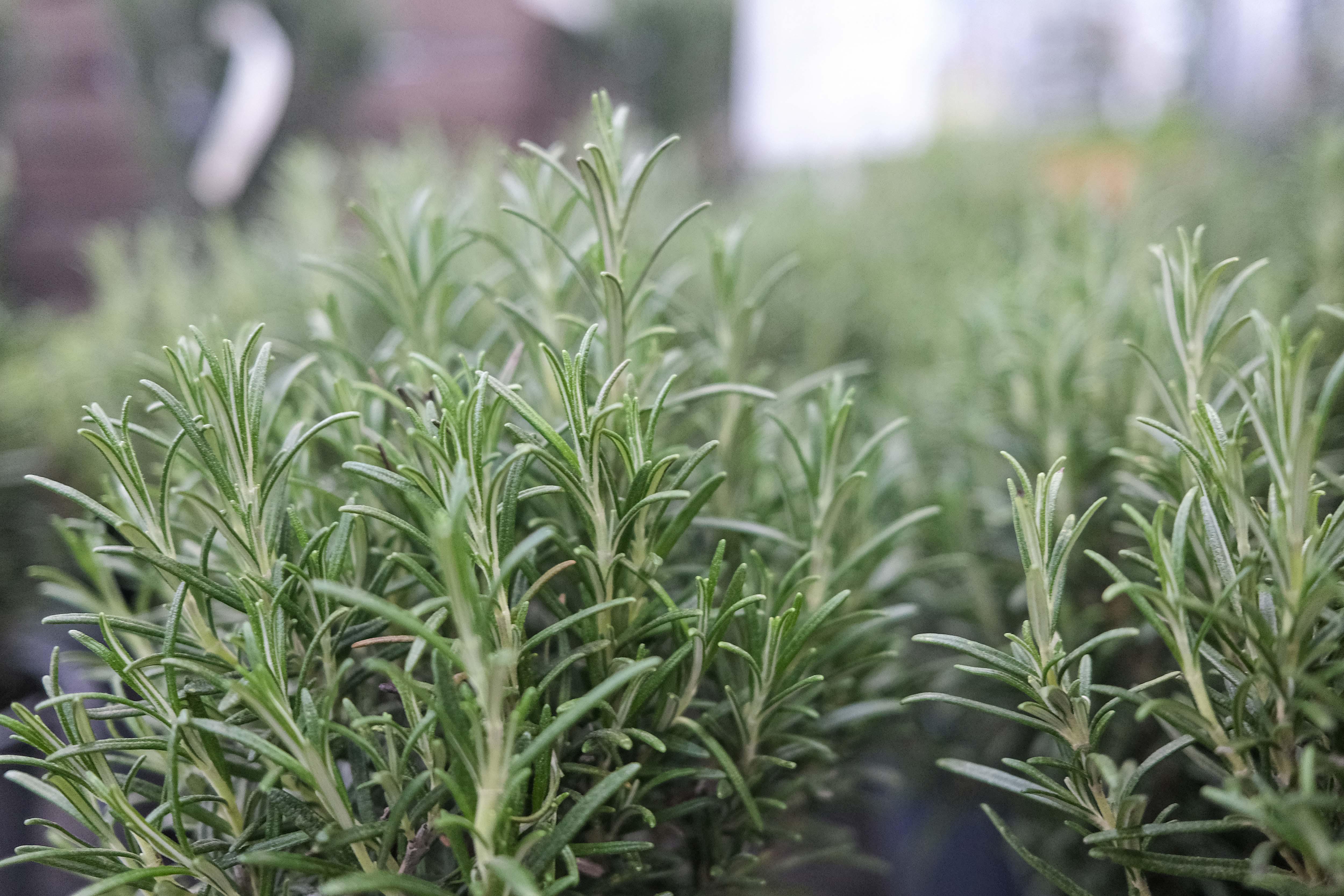 Kissener's Gartenmarkt