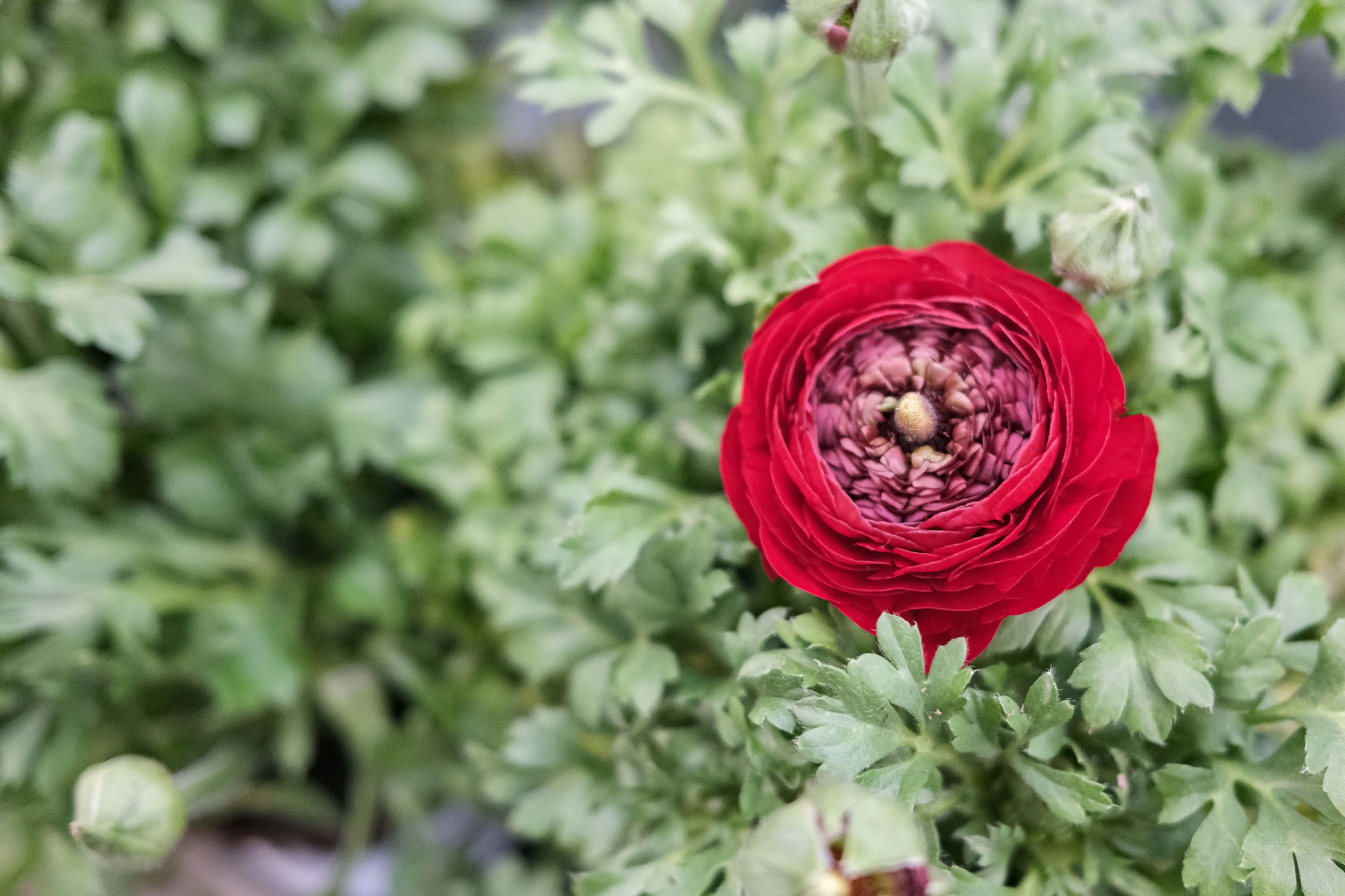 Kissener's Gartenmarkt