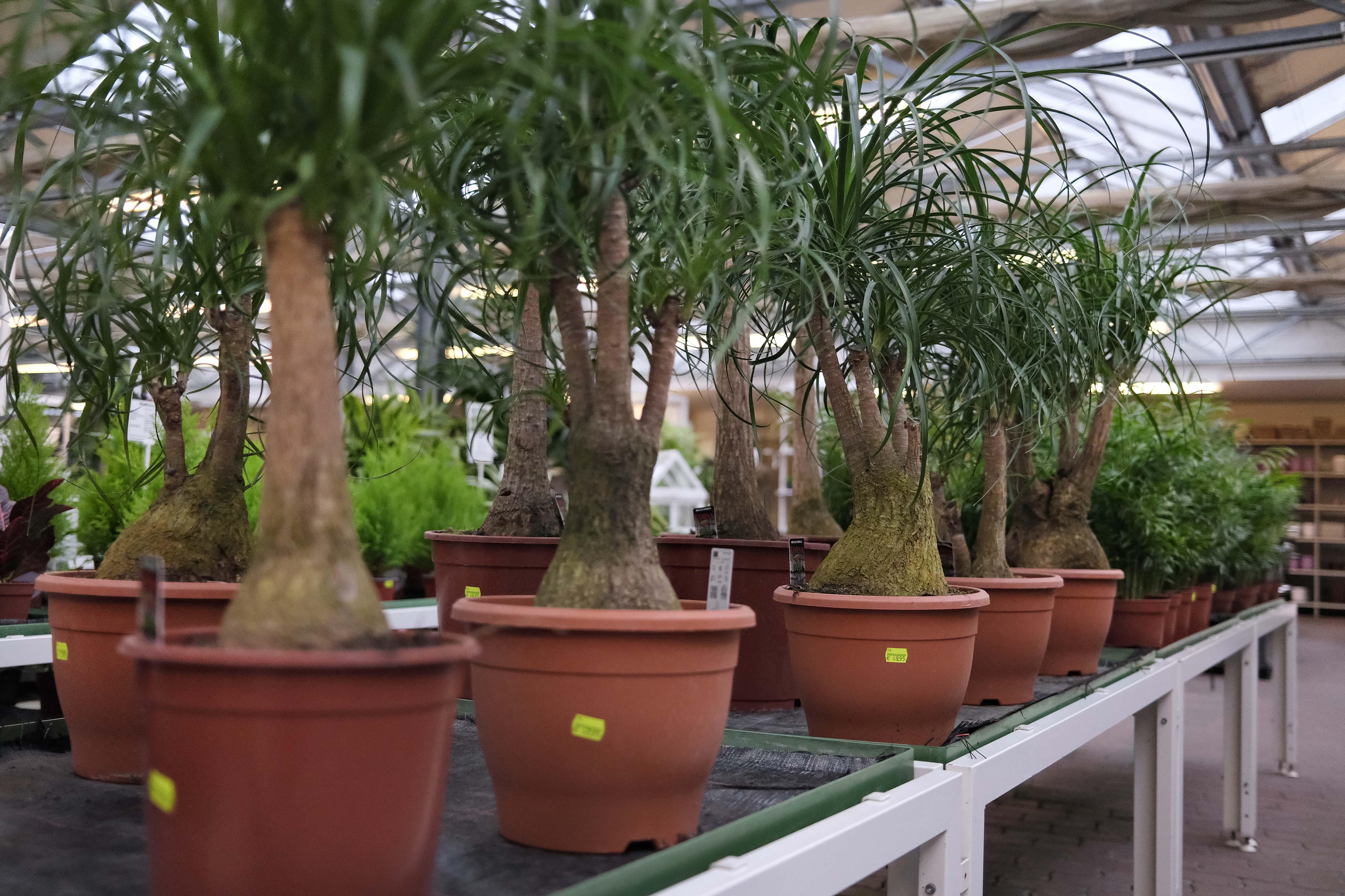 Kissener's Gartenmarkt