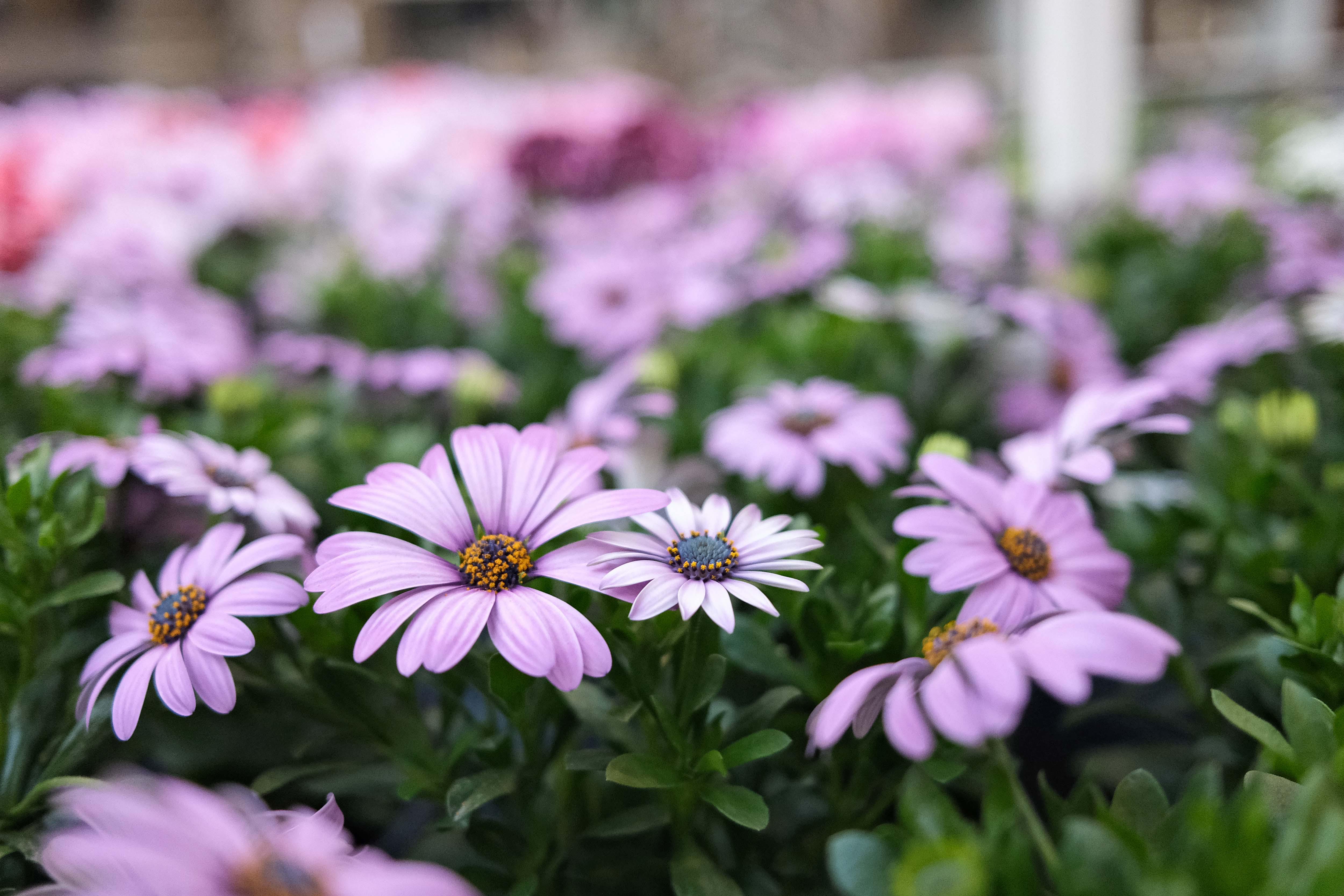 Kissener's Gartenmarkt