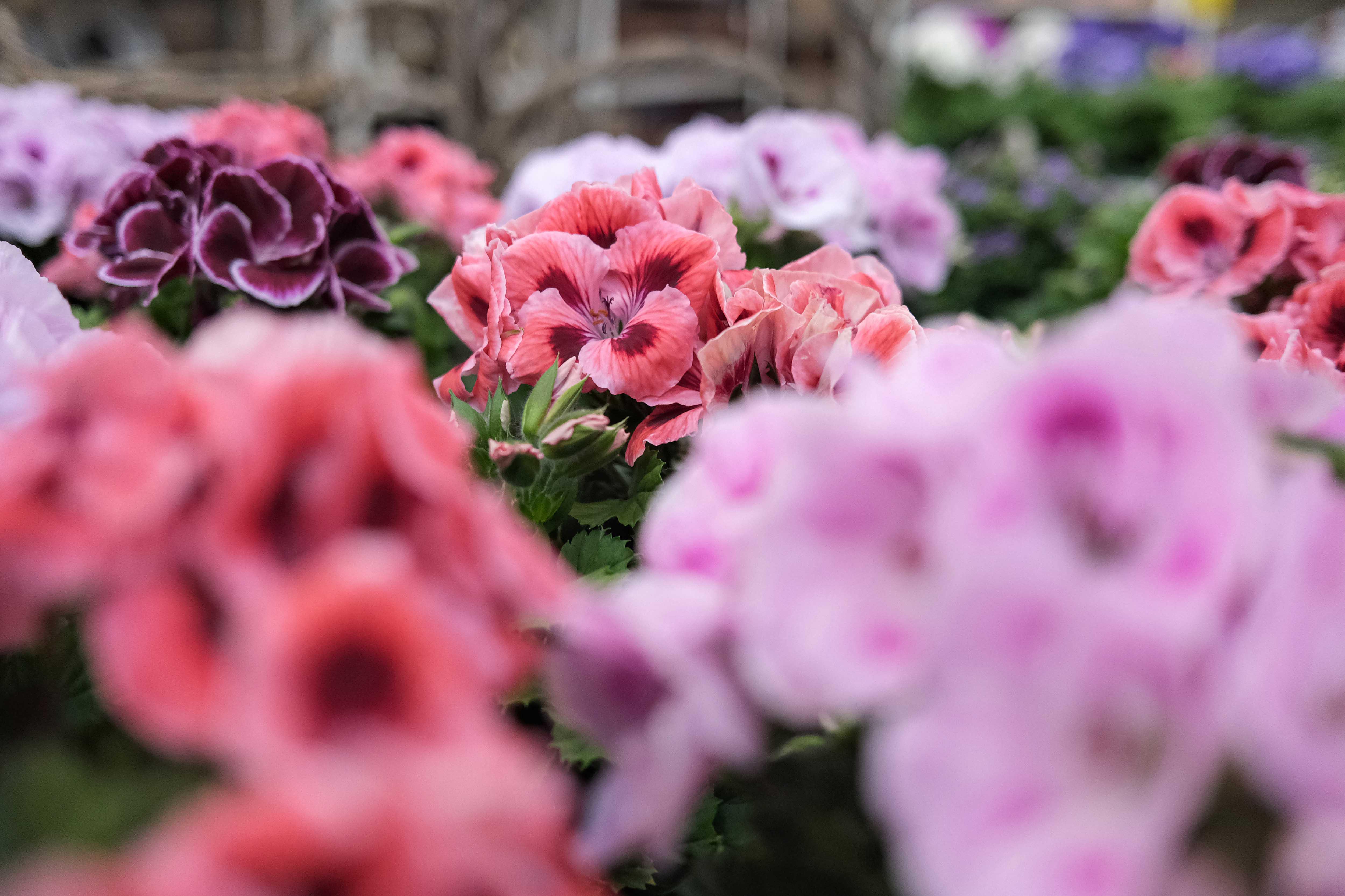 Kissener's Gartenmarkt