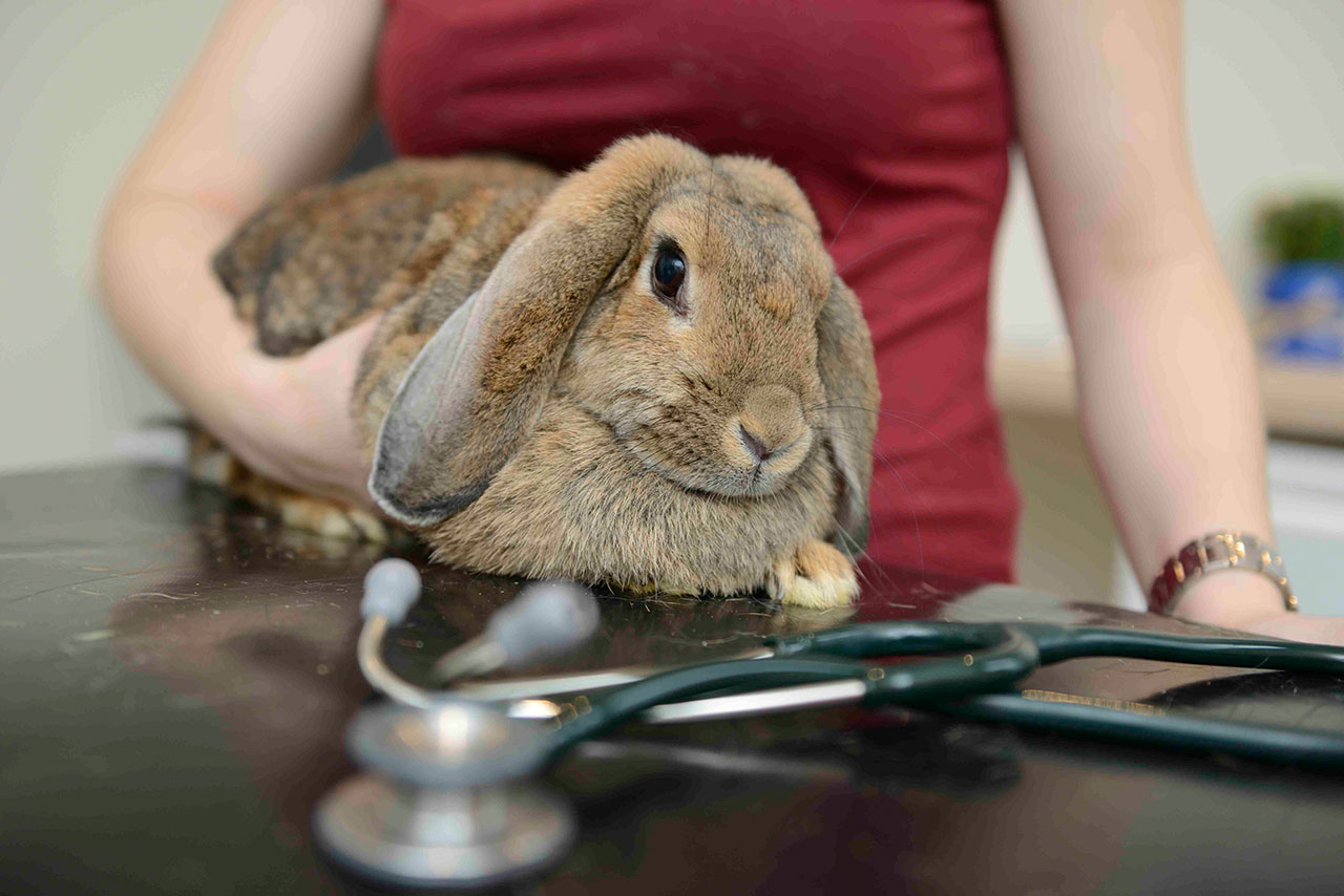 Kleintierpraxis Dr. med. vet. Barbara Rabeling