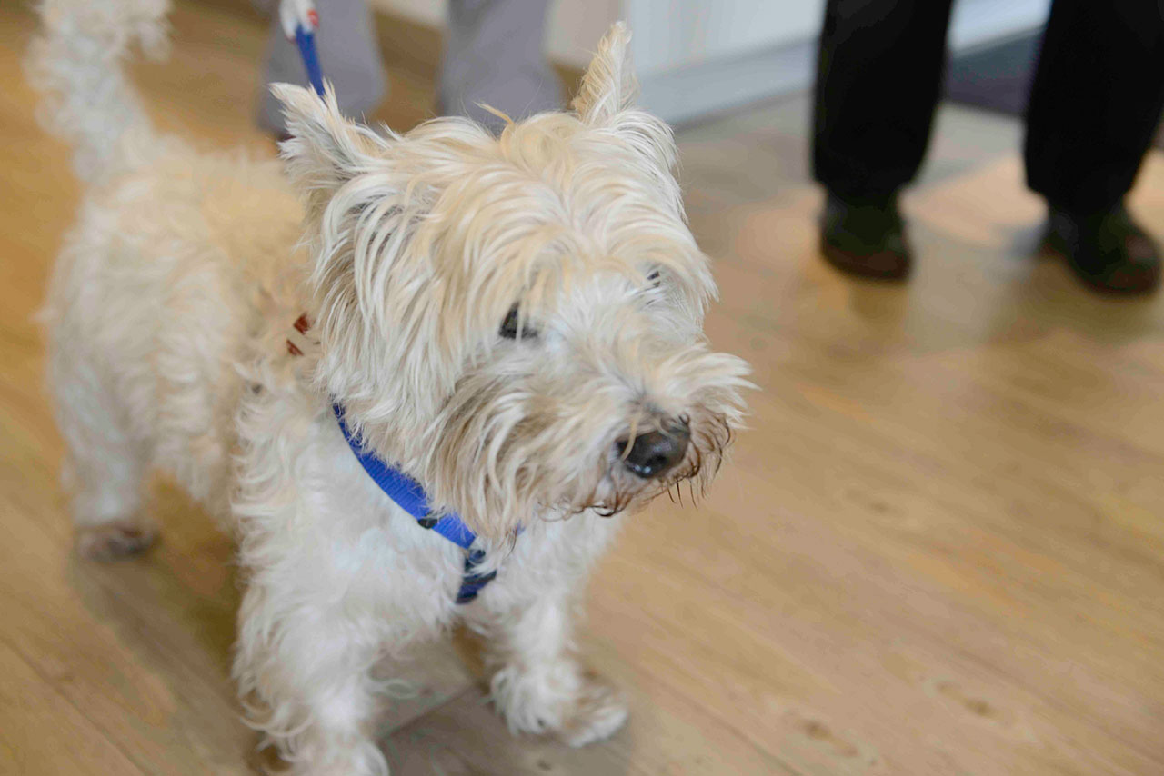 Kleintierpraxis Dr. med. vet. Barbara Rabeling