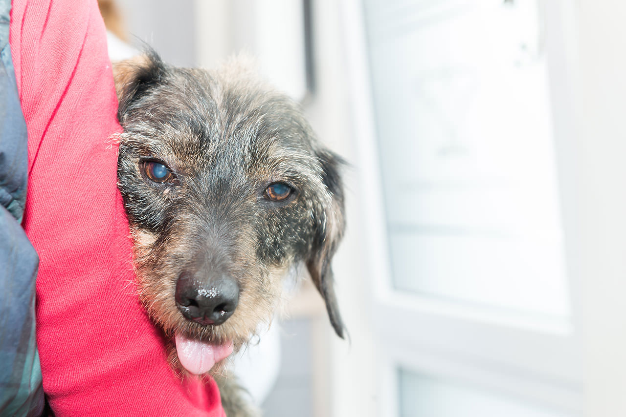 Kleintierpraxis Dr. med. vet. Barbara Rabeling