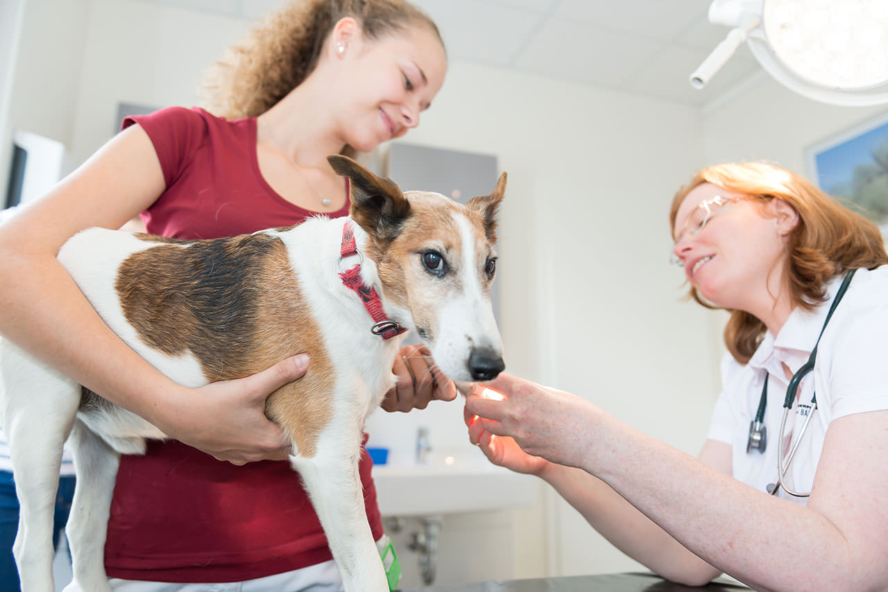 Kleintierpraxis Dr. med. vet. Barbara Rabeling