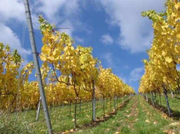 Landgasthof Zur Rose Inh. Rudi Kleinlein