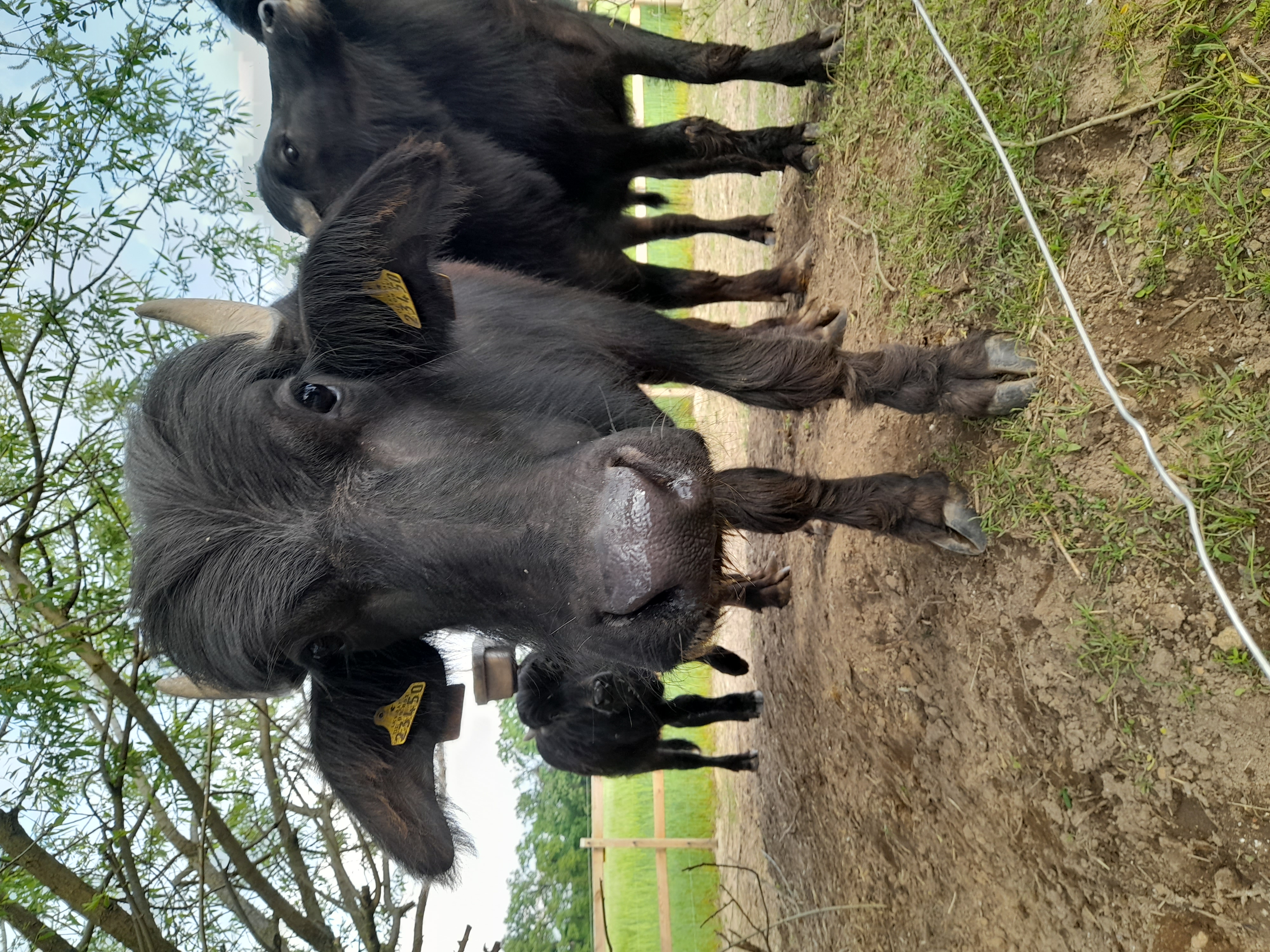 Landwirtschaftsbetrieb Ulli Zwingel