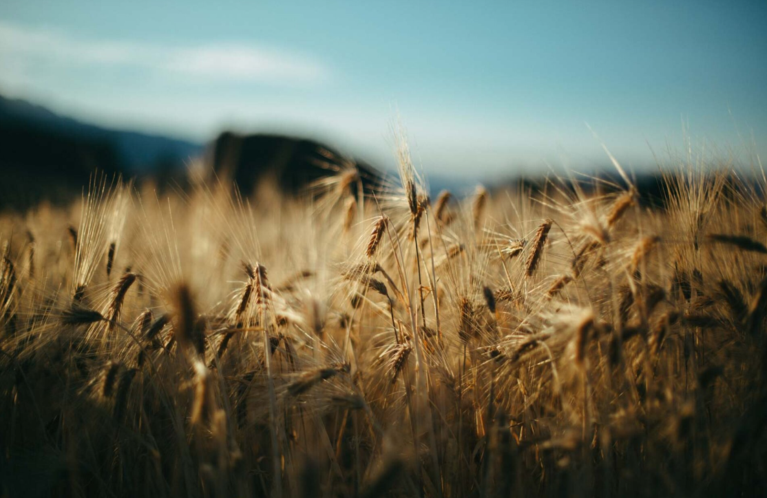 PEMA Vollkorn- Spezialitäten GmbH & Co. KG