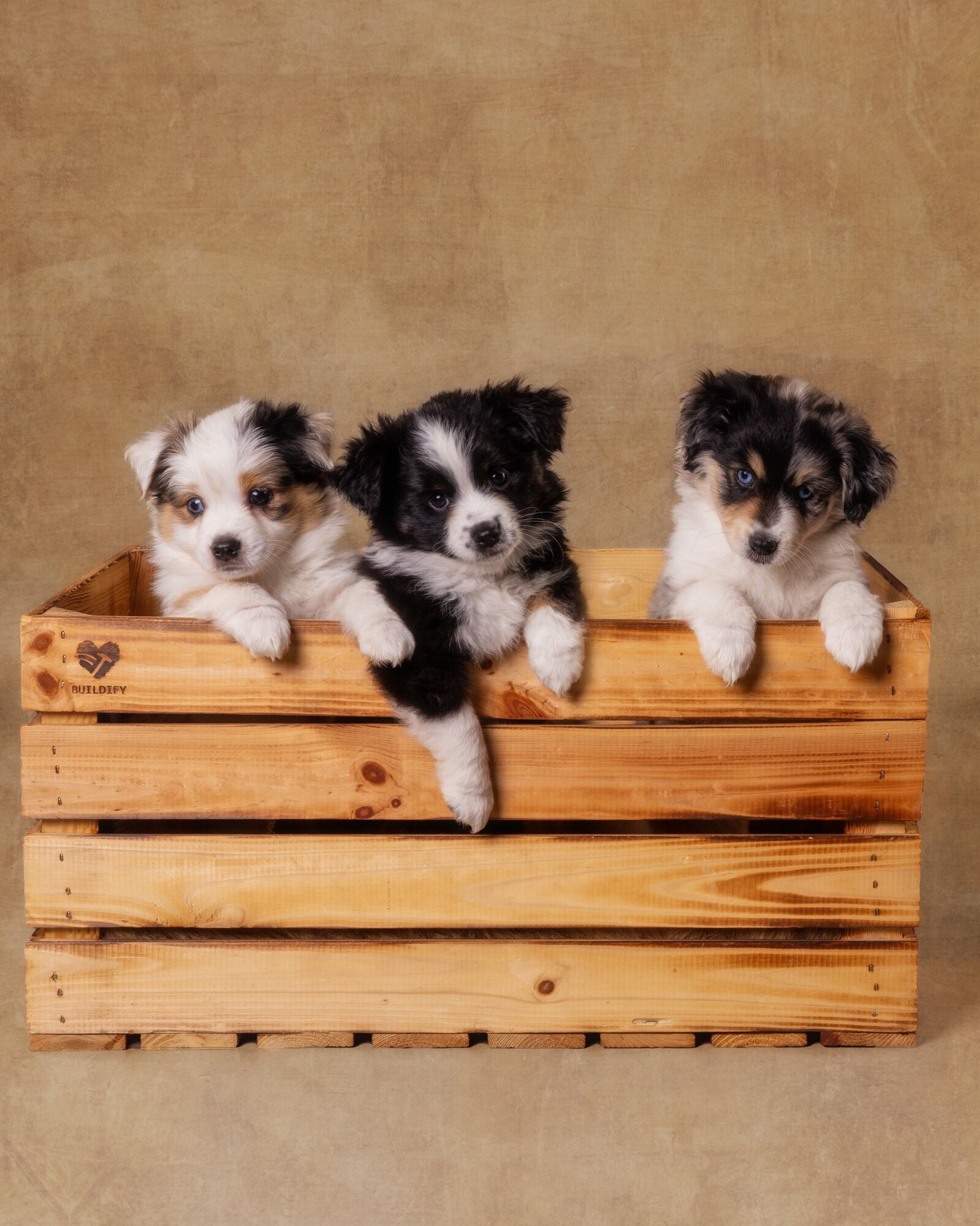 Shades of Joy - Aussies und Minis