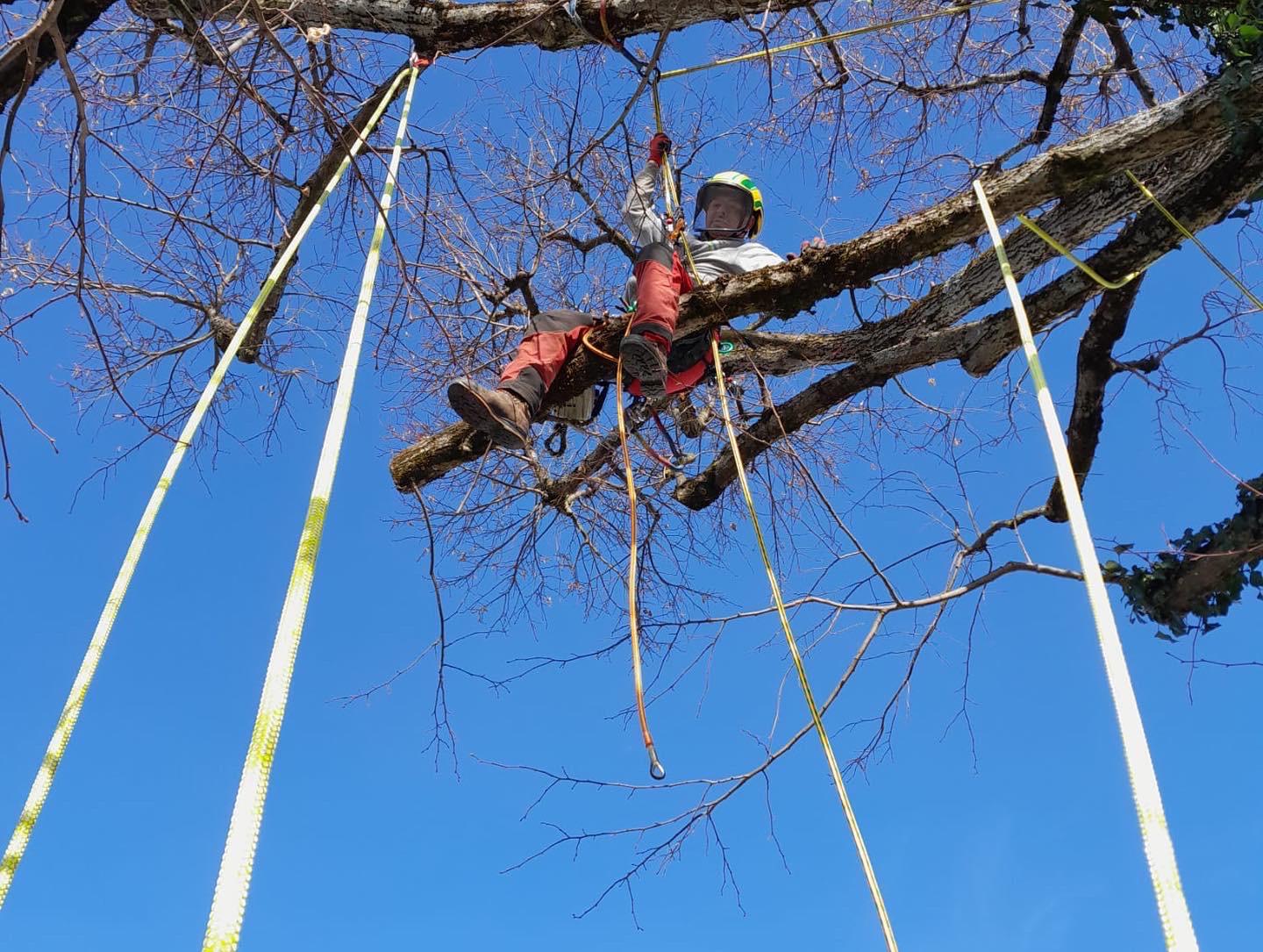 Stemmler Gartengestaltung oHG