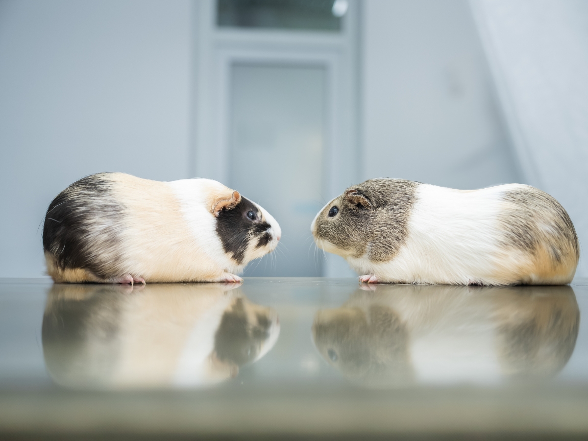 Tierarzt Berlin Prenzlauer Berg, Tierarztpraxis und Tierphysiotherapie Uwe Lenk