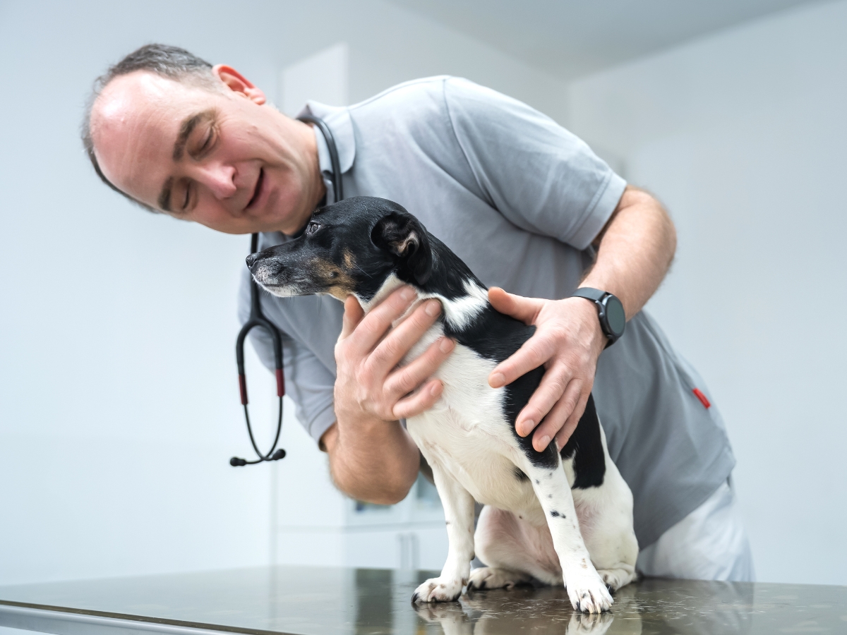 Tierarzt Berlin Prenzlauer Berg, Tierarztpraxis und Tierphysiotherapie Uwe Lenk