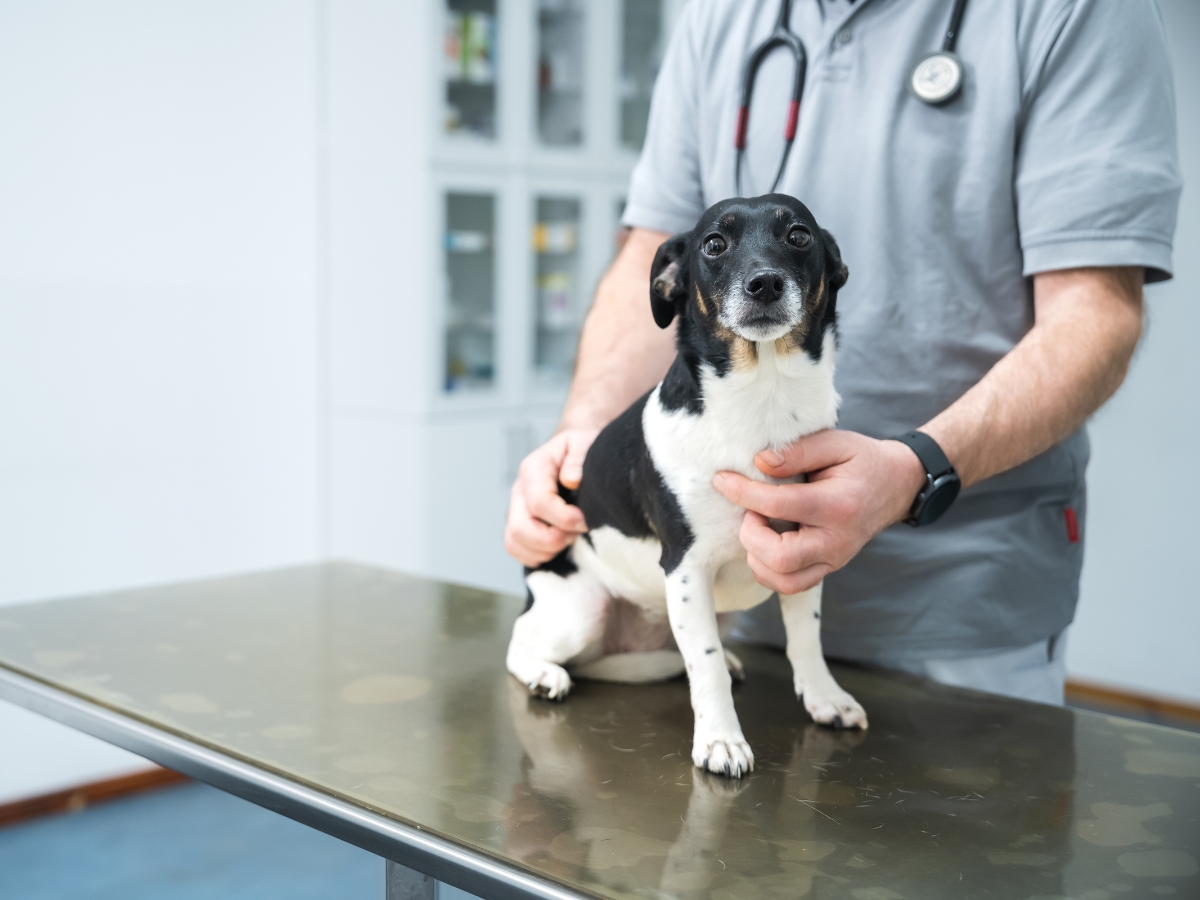 Tierarzt Berlin Prenzlauer Berg, Tierarztpraxis und Tierphysiotherapie Uwe Lenk