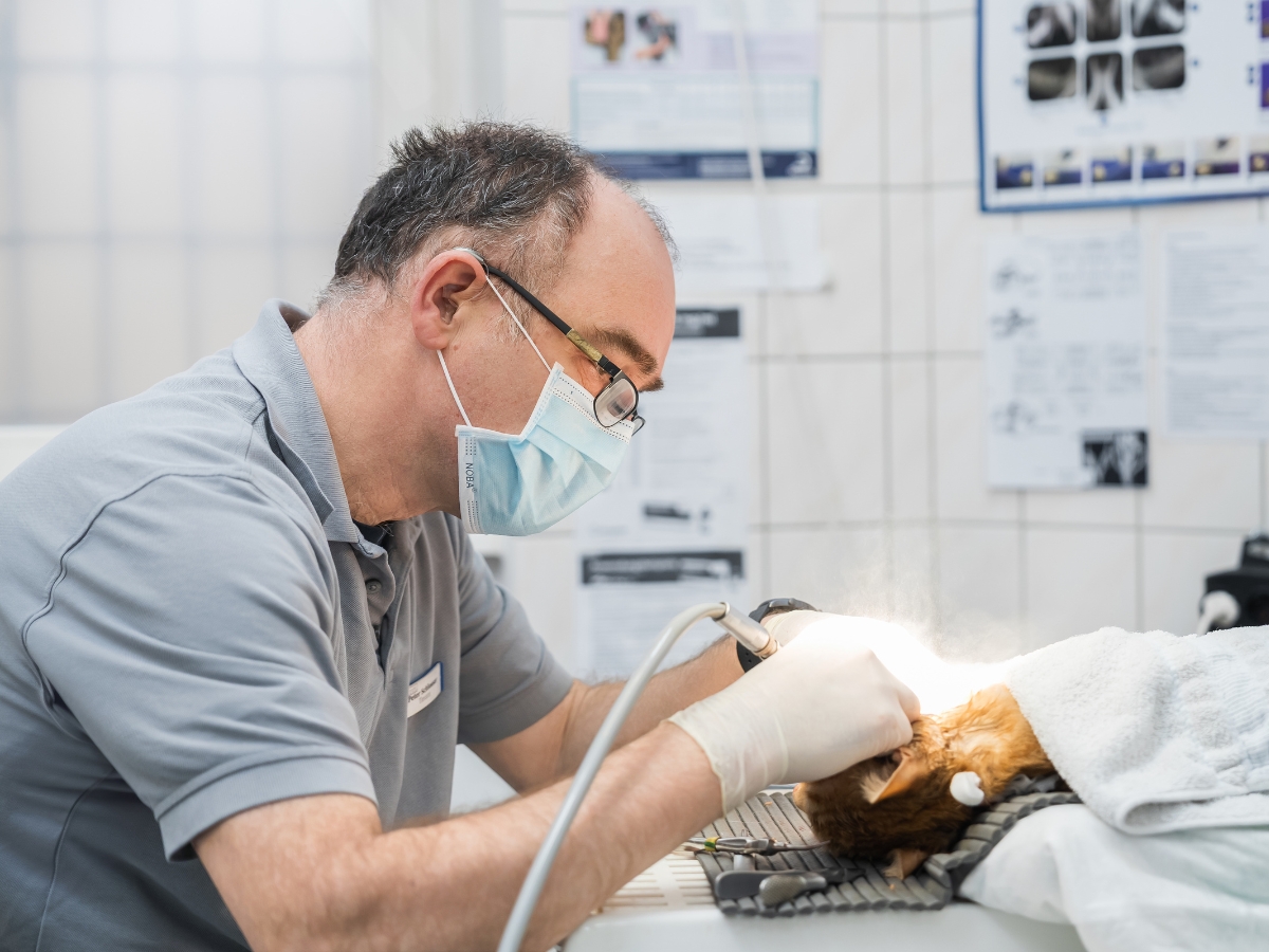 Tierarzt Berlin Prenzlauer Berg, Tierarztpraxis und Tierphysiotherapie Uwe Lenk