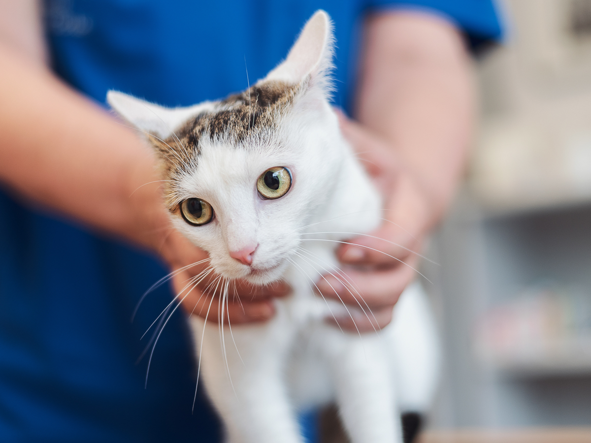 Tierarzt Unterlüß, Heidjer Vets Unterlüß
