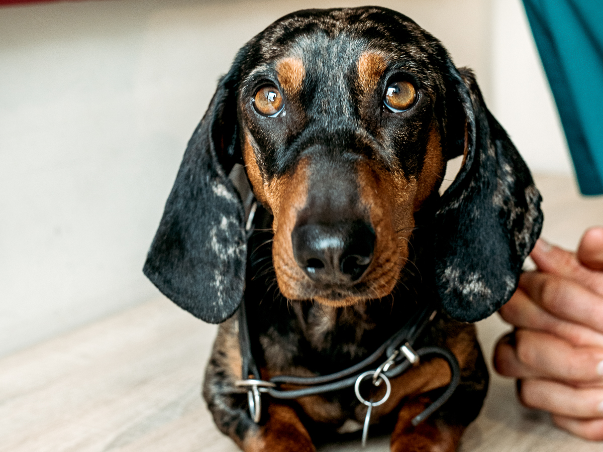 Tierarztpraxis Bärenwiese, Tierarzt Berlin-Wilmersdorf